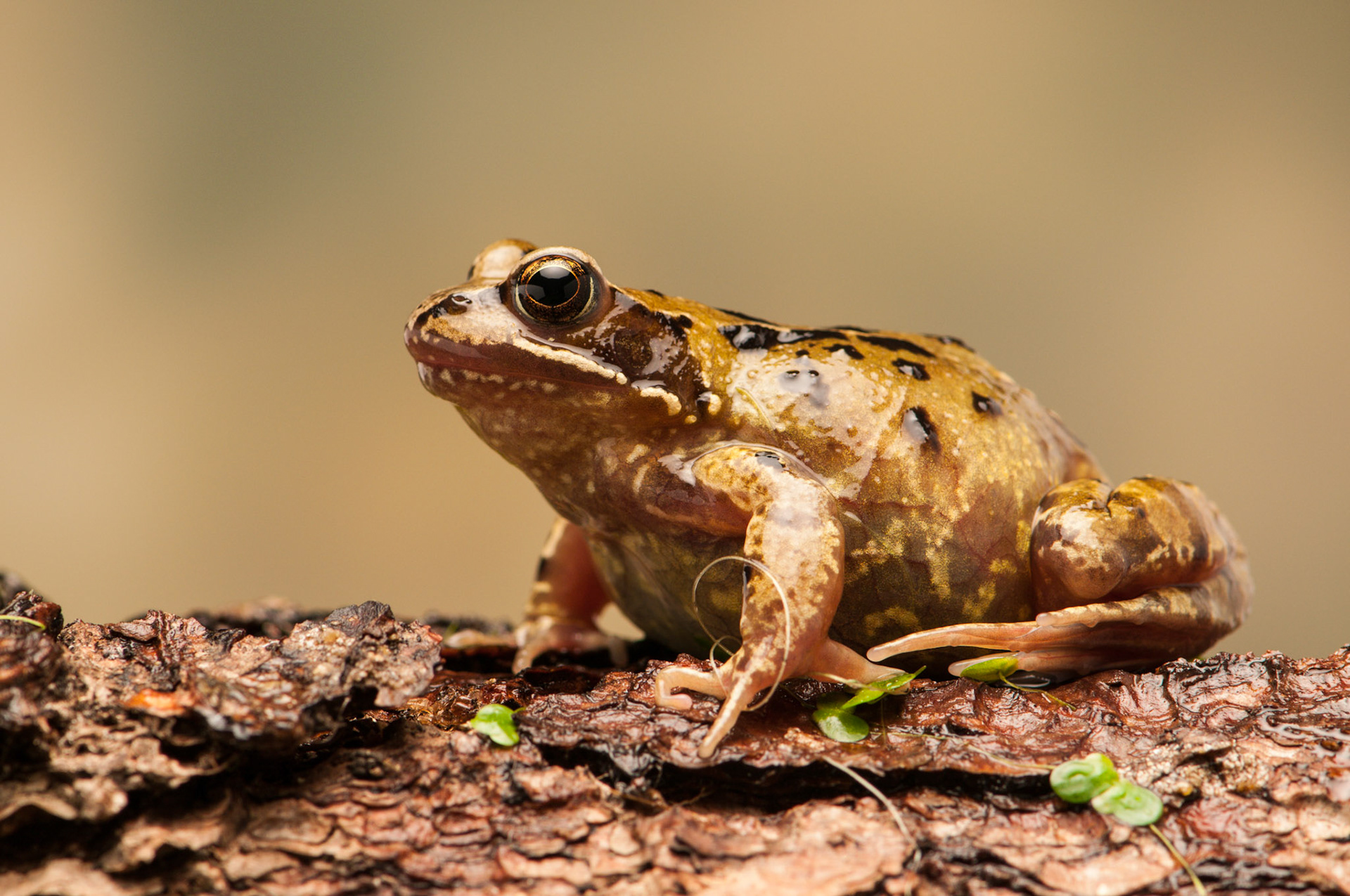 Common Frog on a log