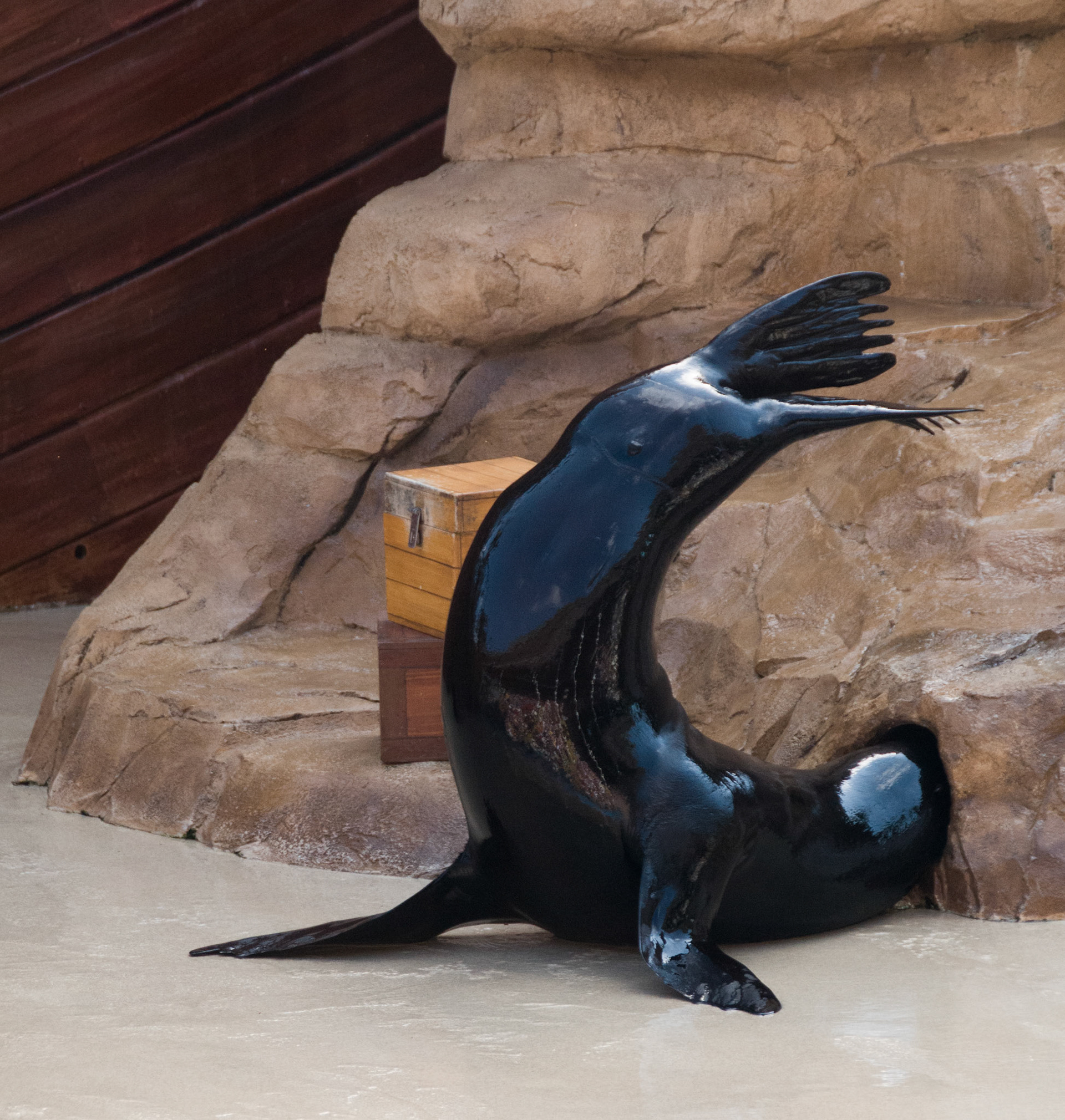 The Clyde and Seamore Show at Seaworld Orlando