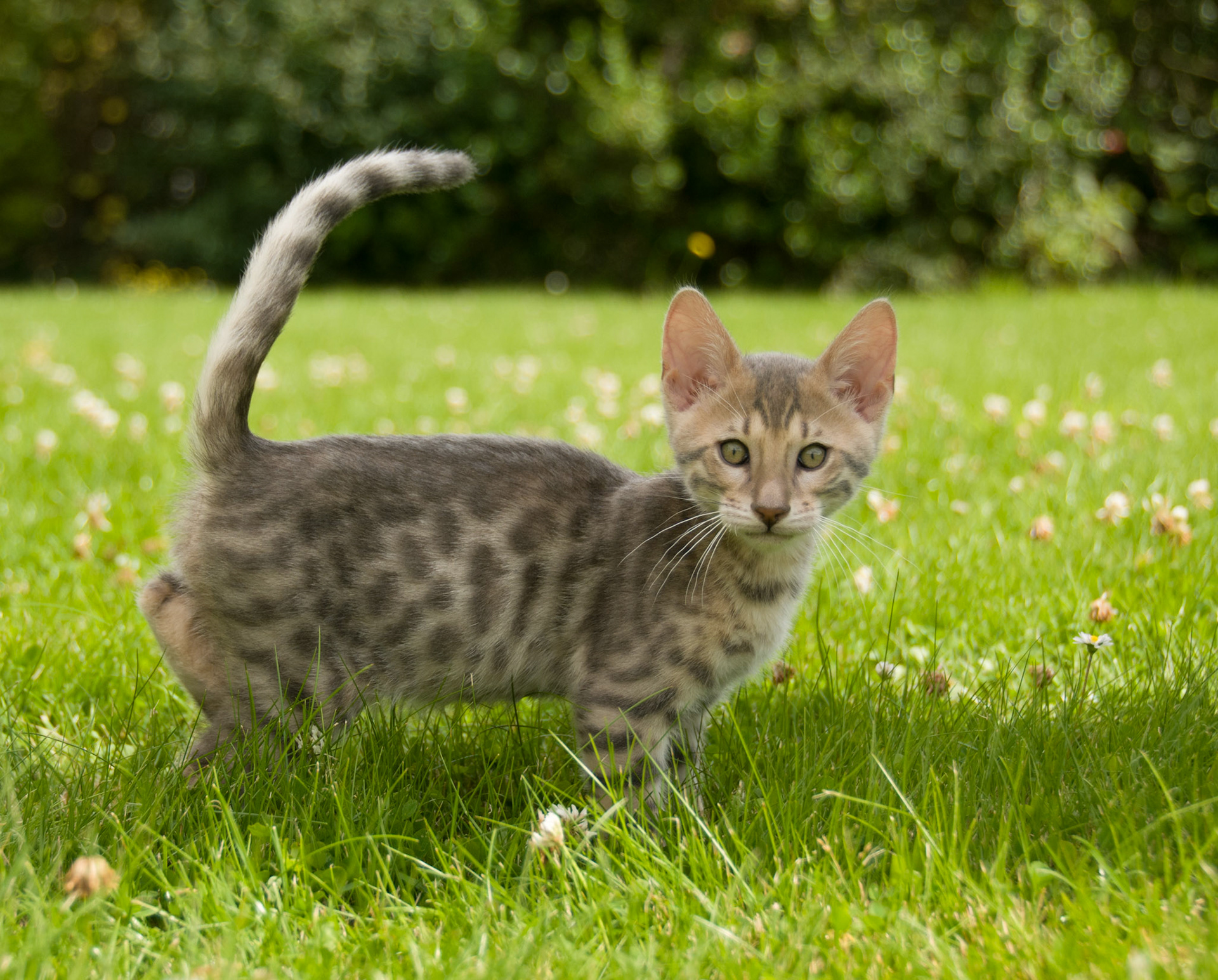 Bengal Kitten at Eriador Cats