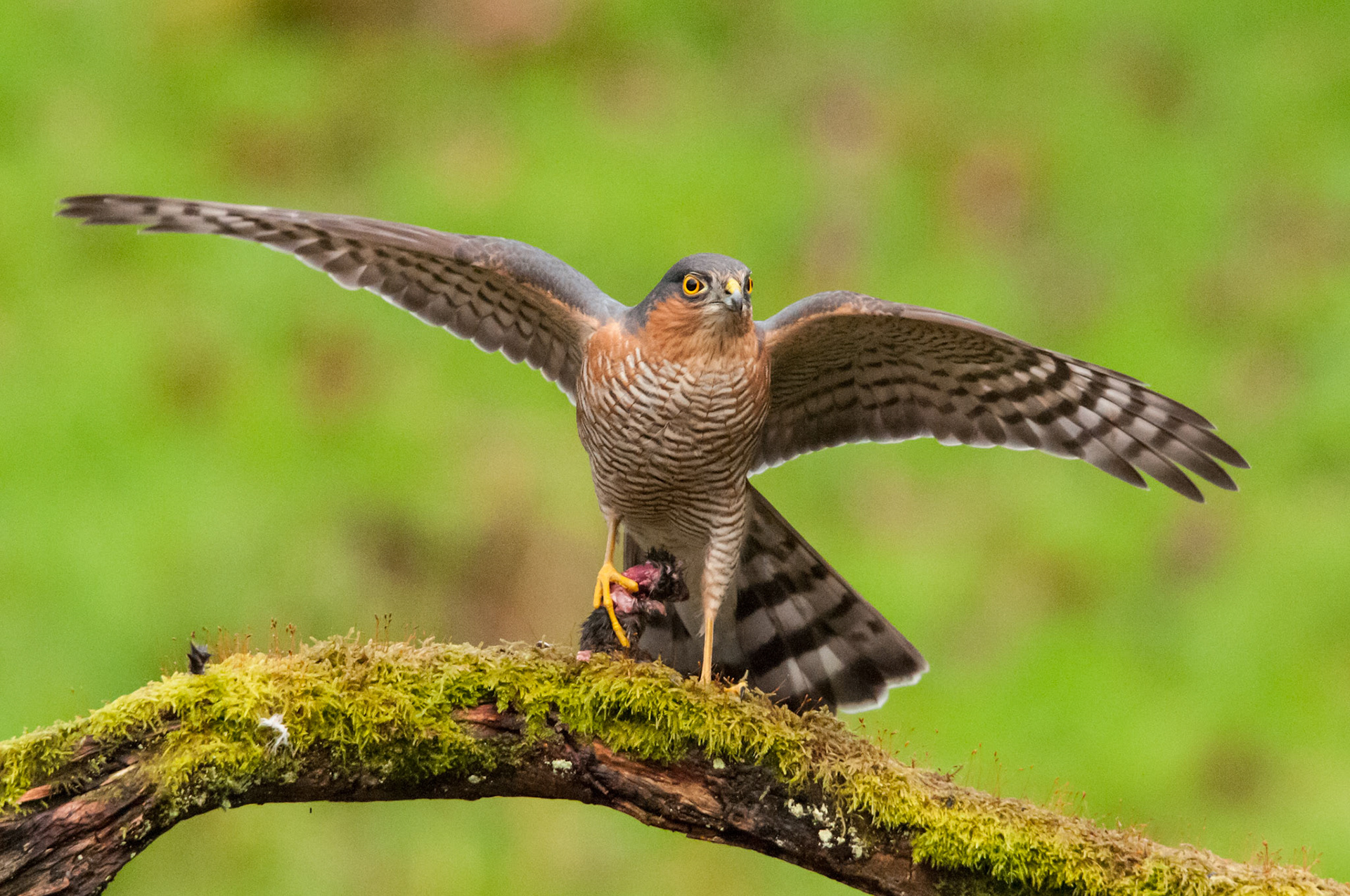 Sparrowhawk taken at a privately hired hide in South West Scotland