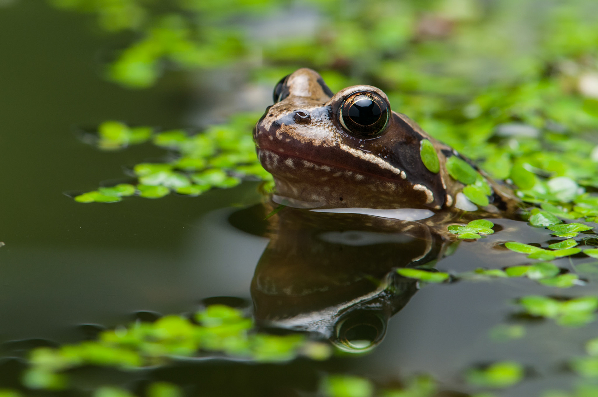 Common Frog