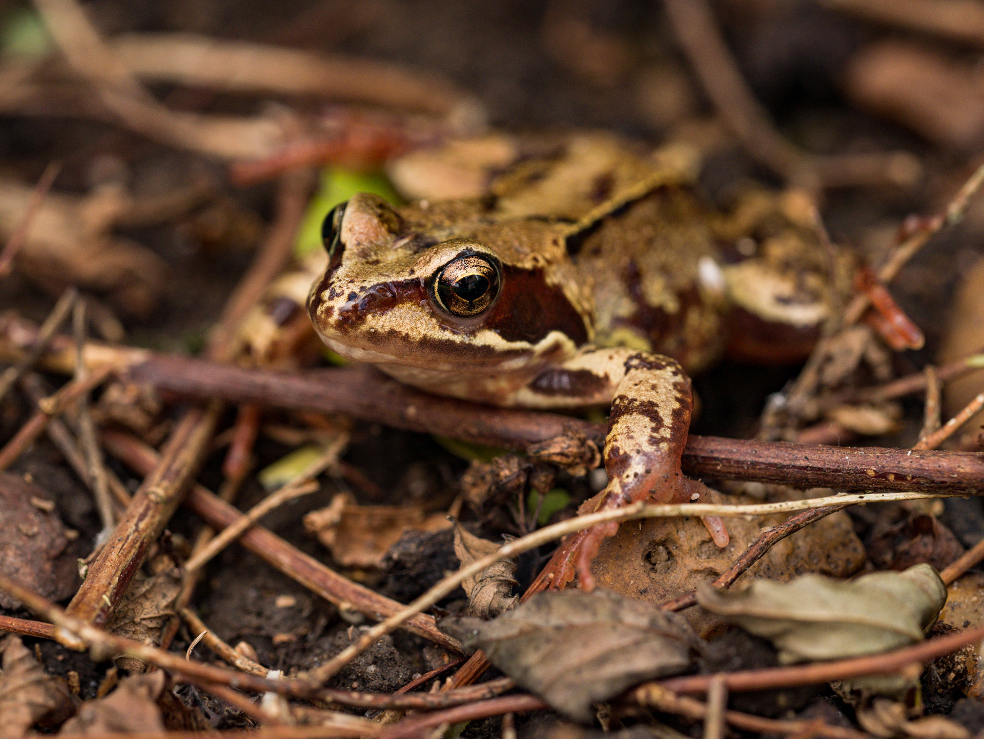 A frog that randomly appeared in our garden