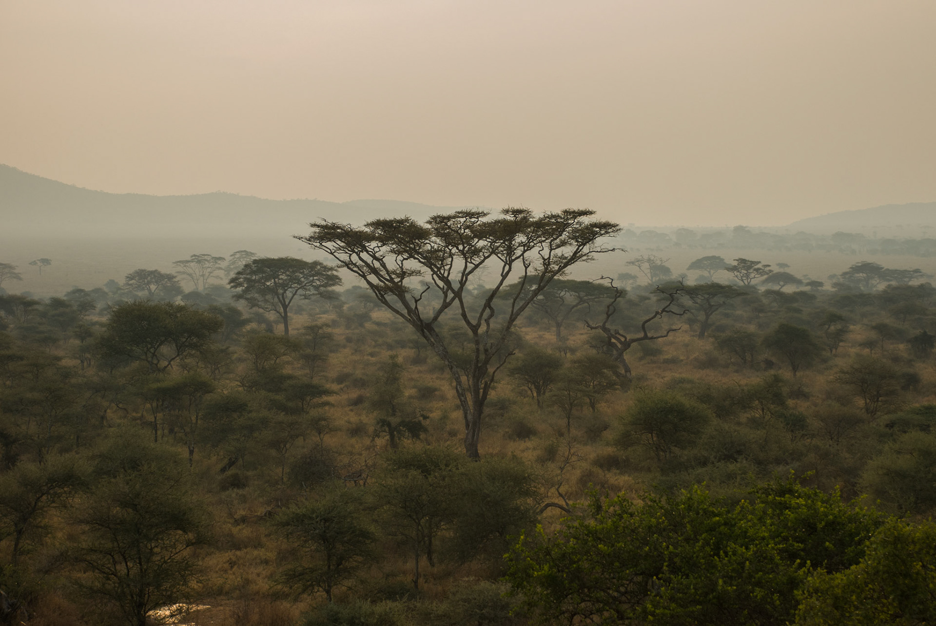A view in the Serengeti