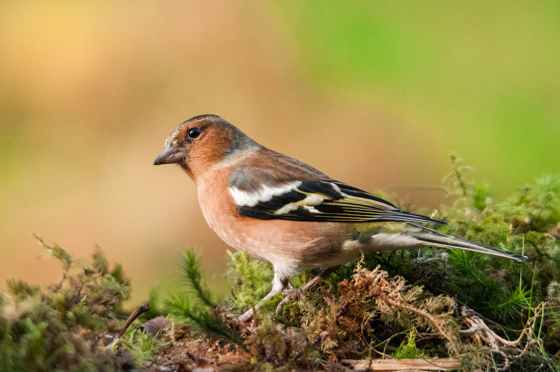 Chaffinch taken at a privately hired hide in South West Scotland