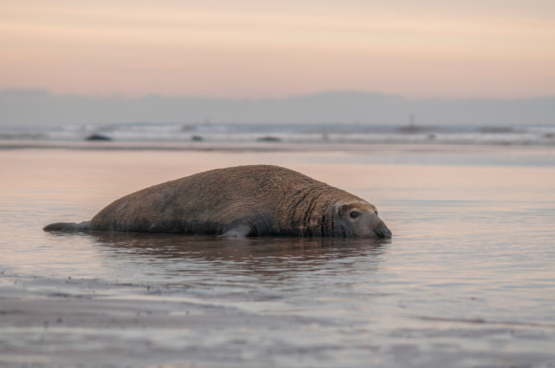 Grey Seal at Donna Nook