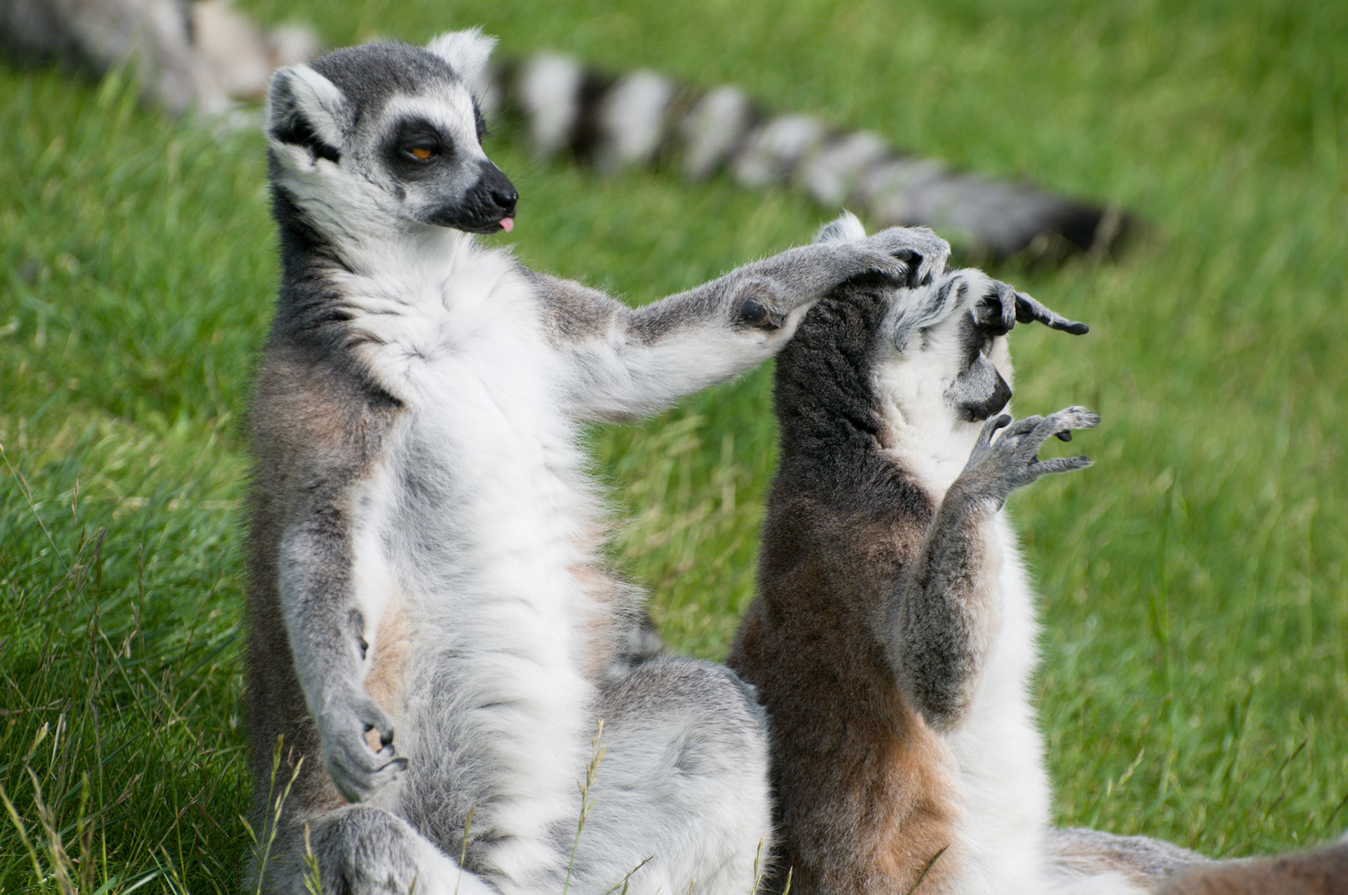 Ring Tailed Lemur at Whipsnade Zoo