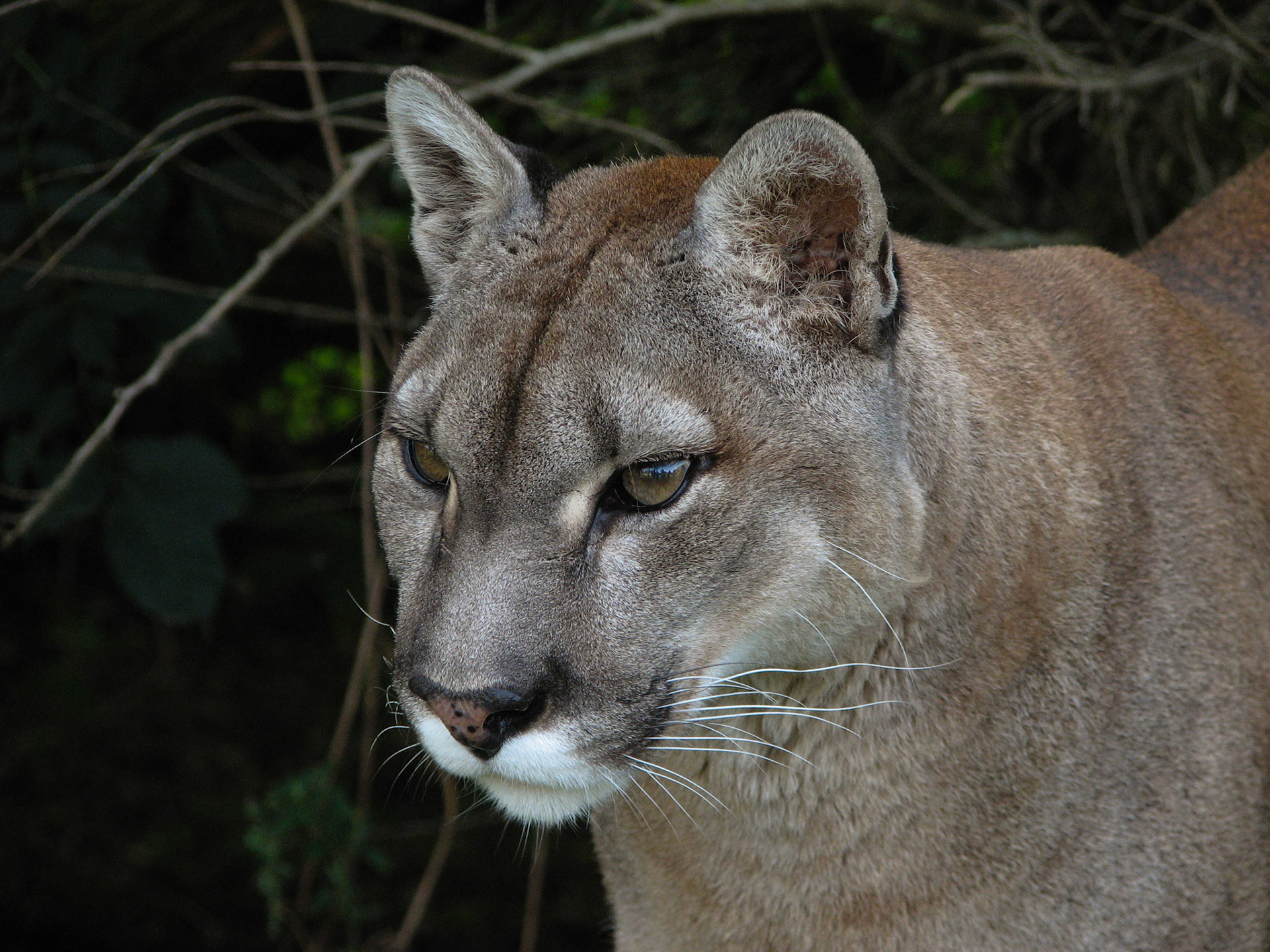 Puma at Santago Rare Leopard Project