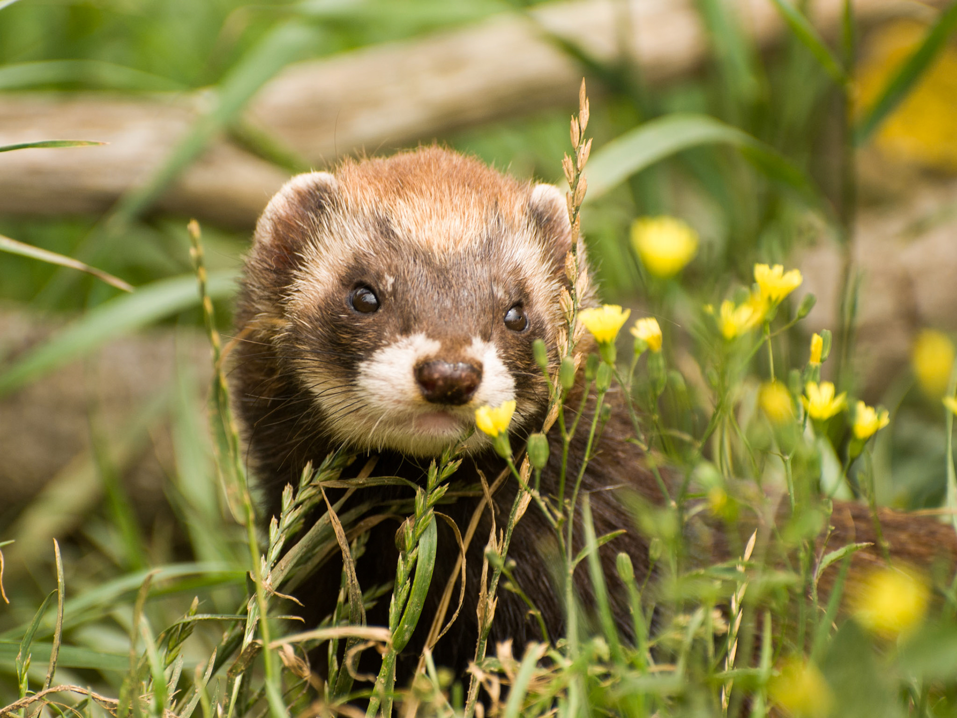 Polecat at the British Wildlife Centre