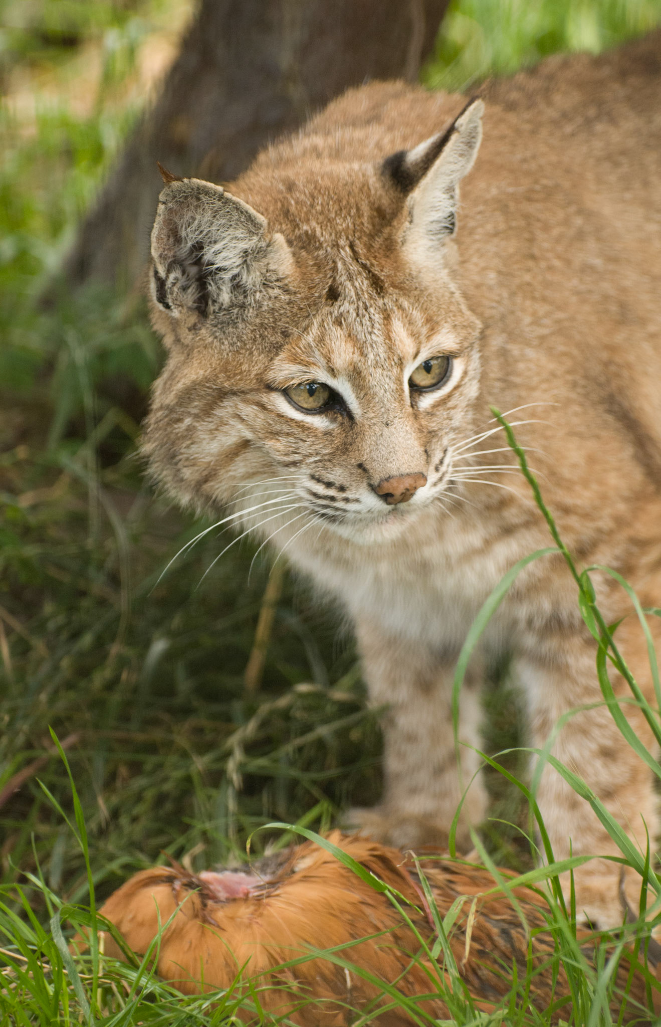 Bobcat at the Cat Survival Trust