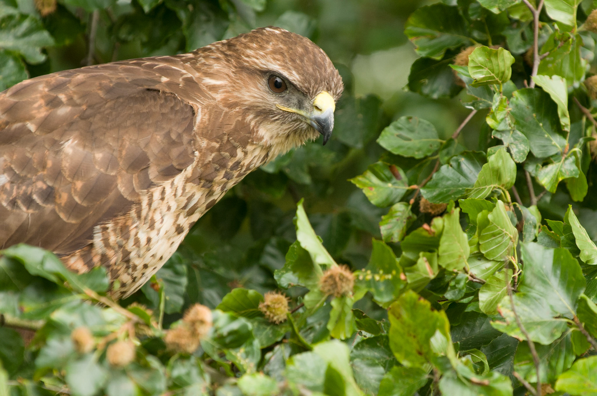 Common Buzzard with falconer in Whissendine