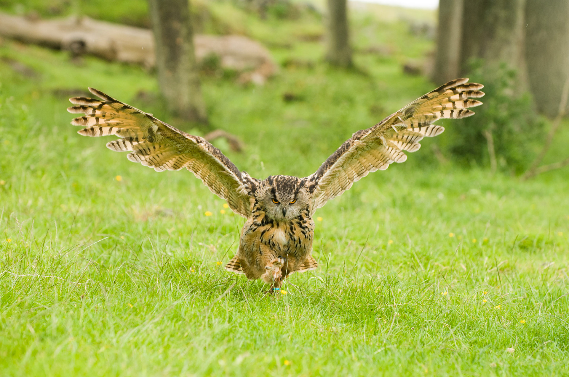 European Eagle Owl with falconer in Bamburgh