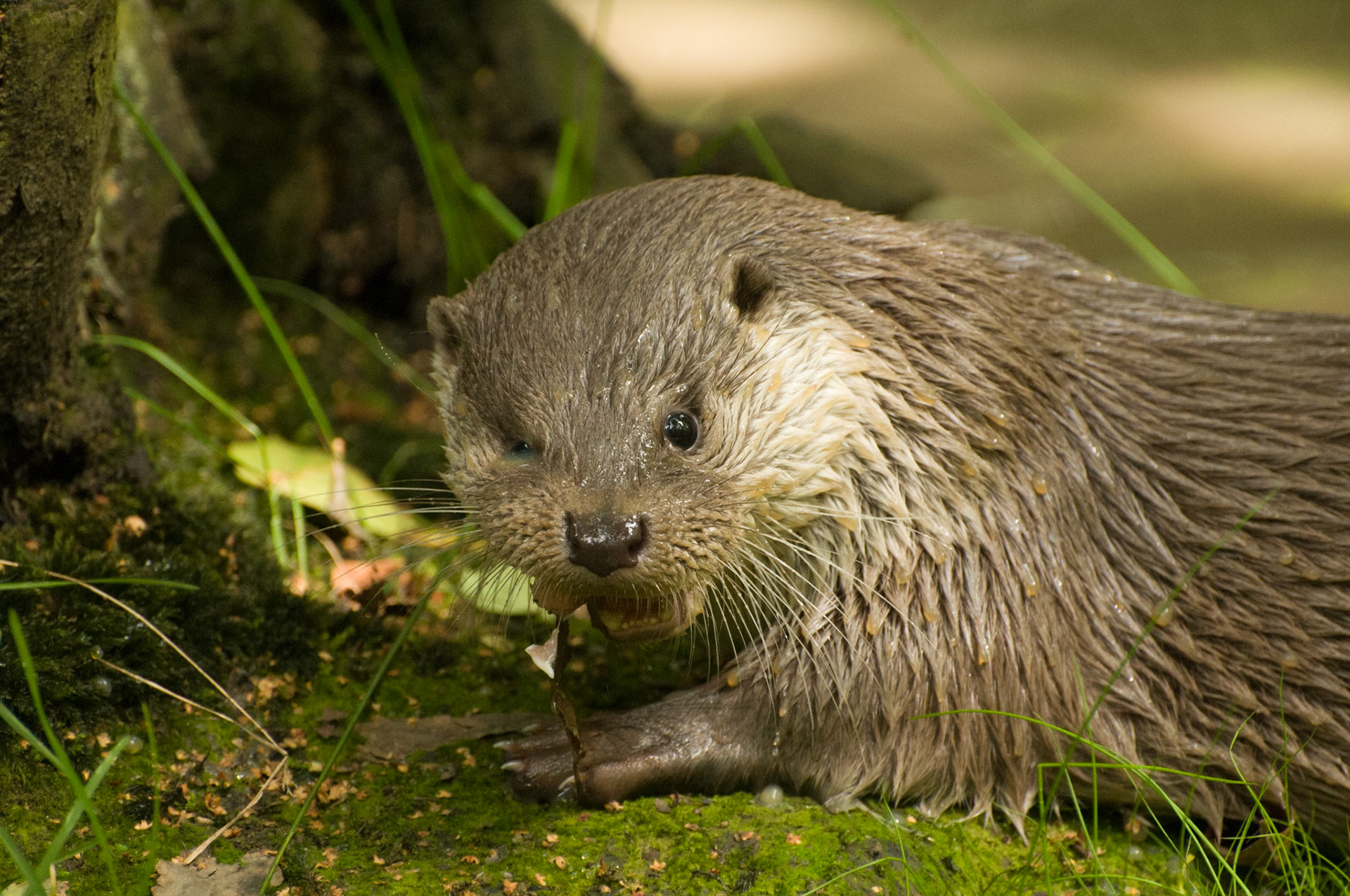 Otter at Wildwood Wildlife Park