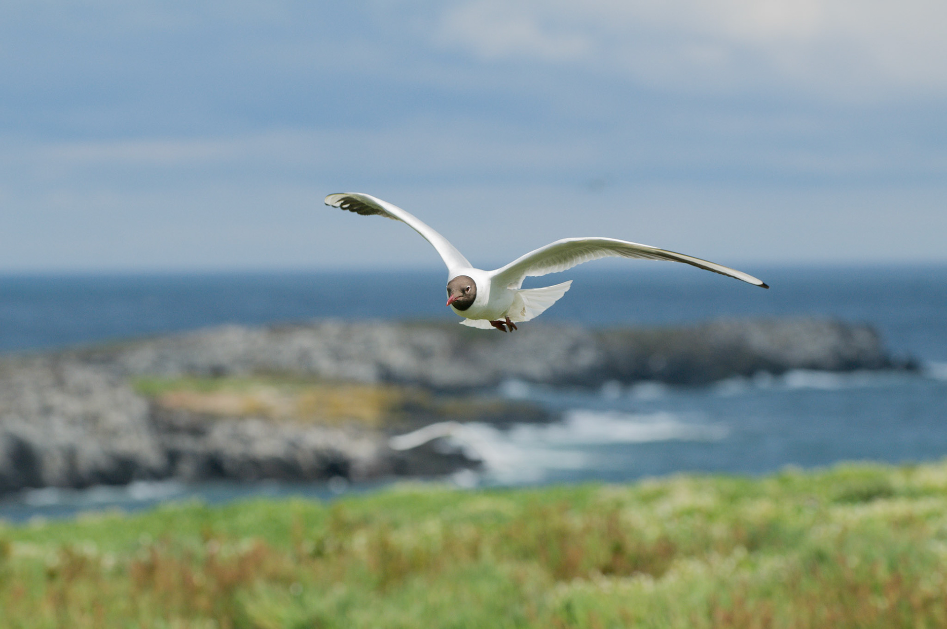 Black Headed Gull on Inner Farne