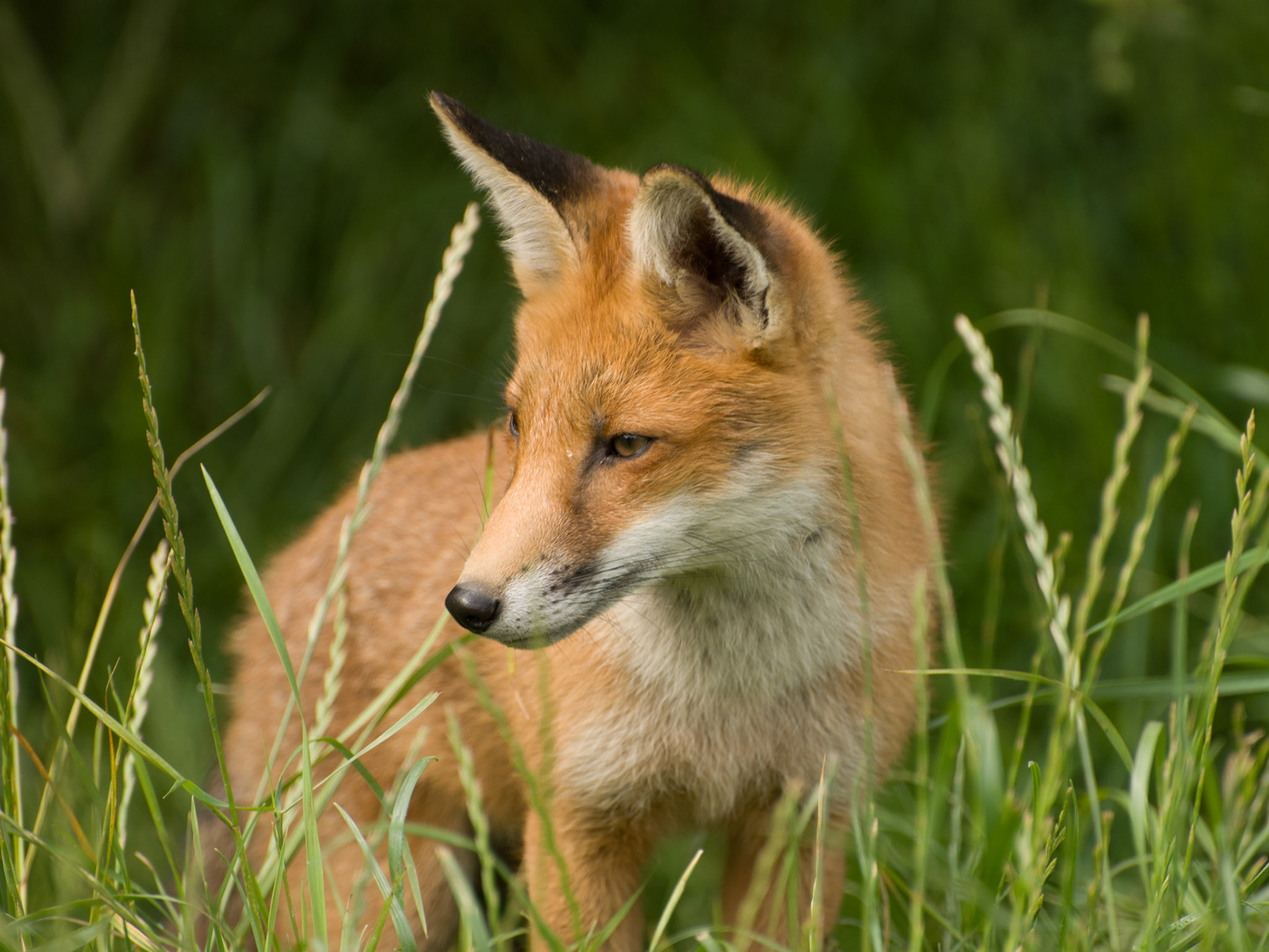 Red Fox at the British Wildlife Centre