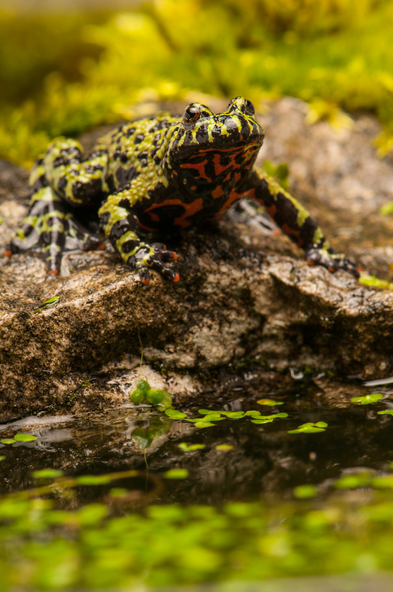 Fire Bellied Toad