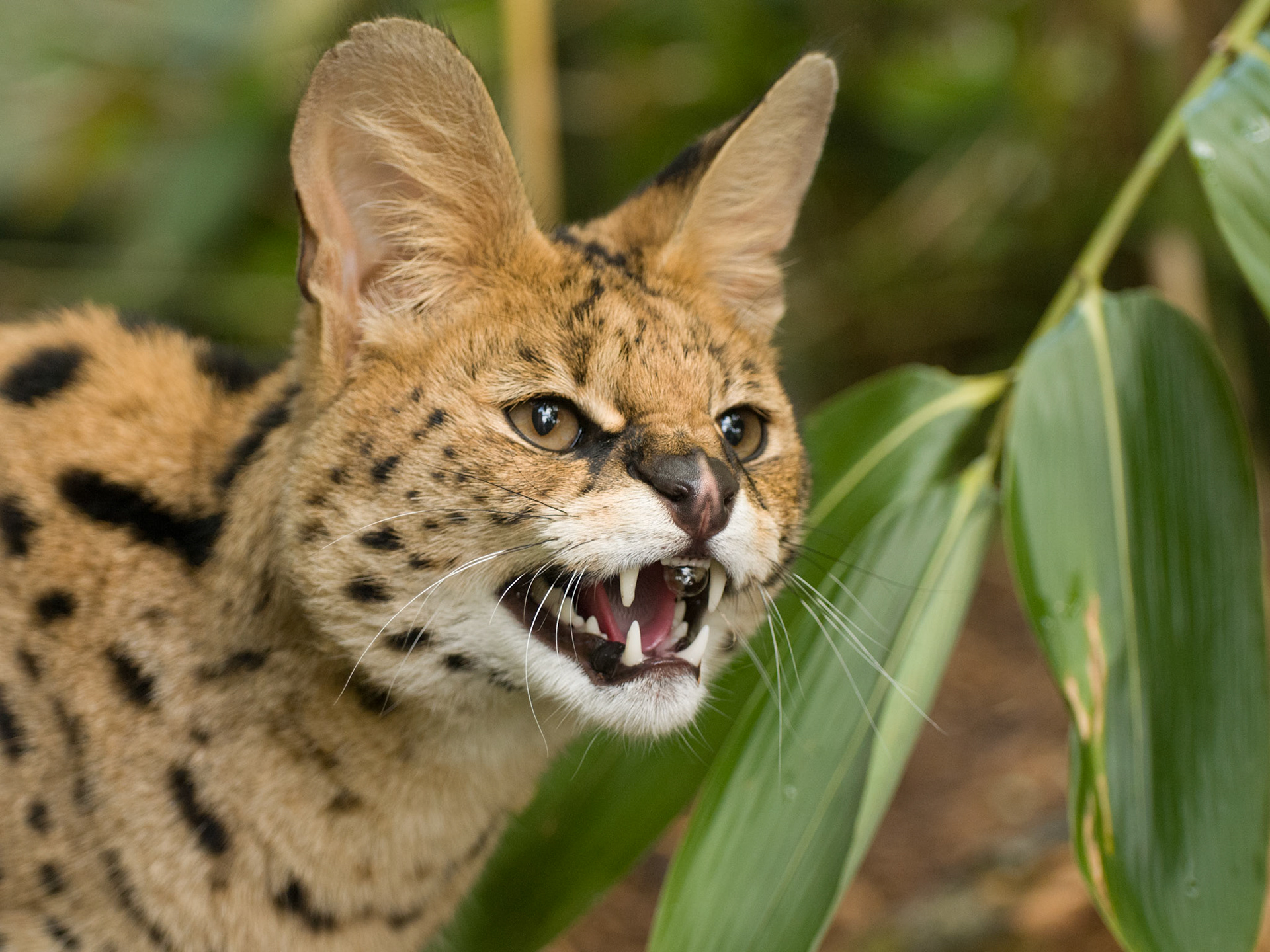 Serval at the Cat Survival Trust