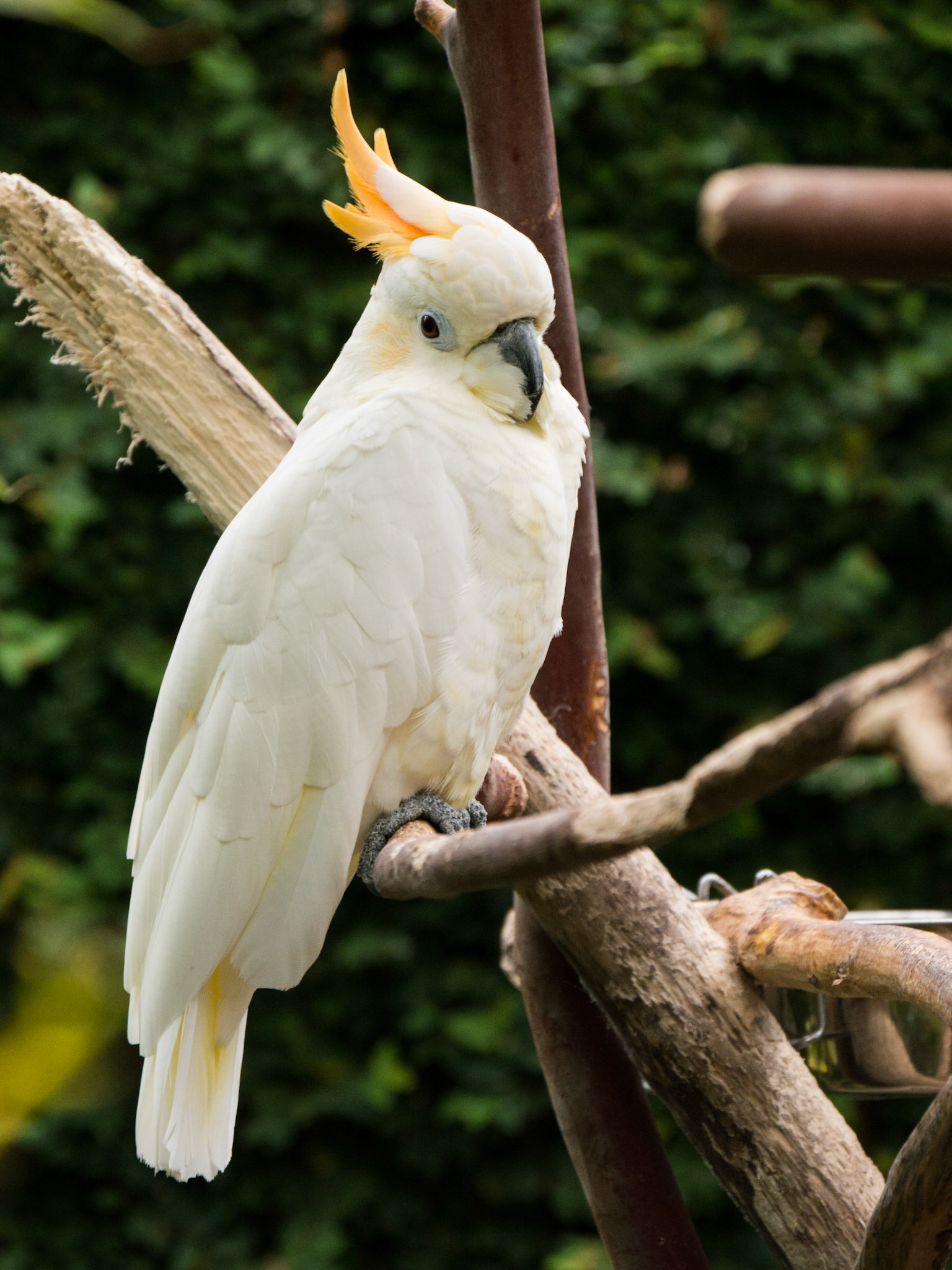 One of the birds at Bloedel Conservatory