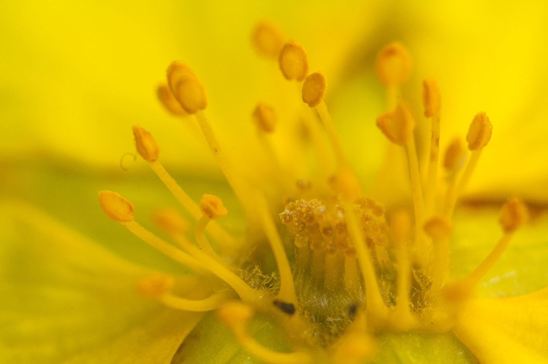 Random yellow flower in the garden that seemed like a fair candidate for some super macro experiementing