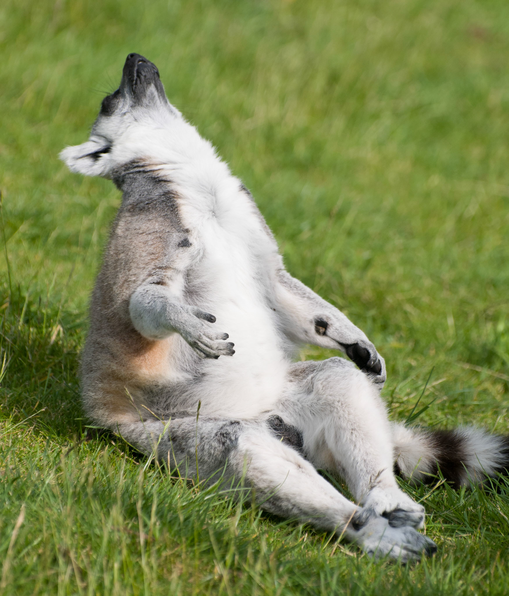 Ring Tailed Lemur at Whipsnade Zoo