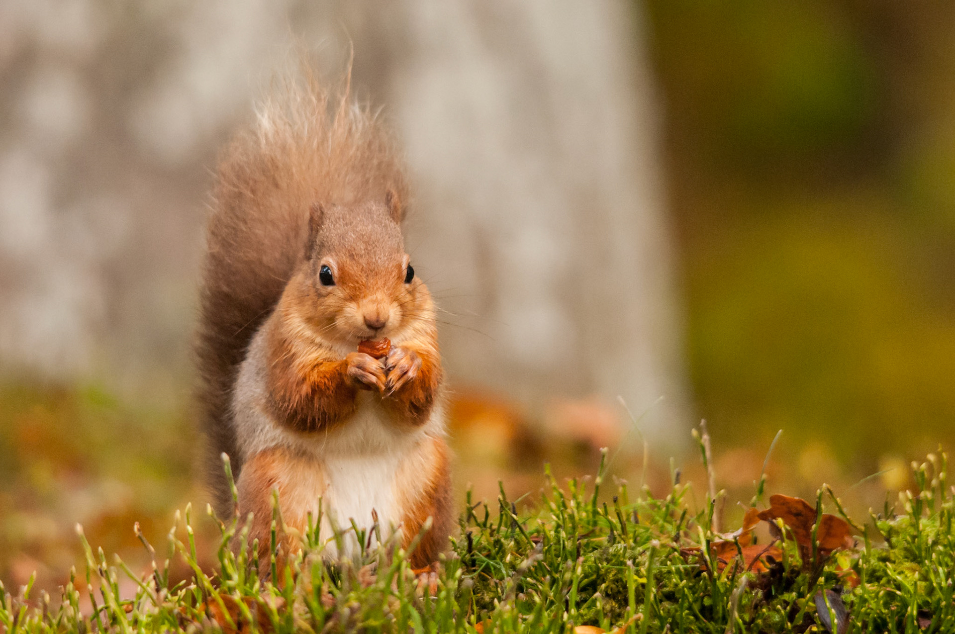 Red Squirrel