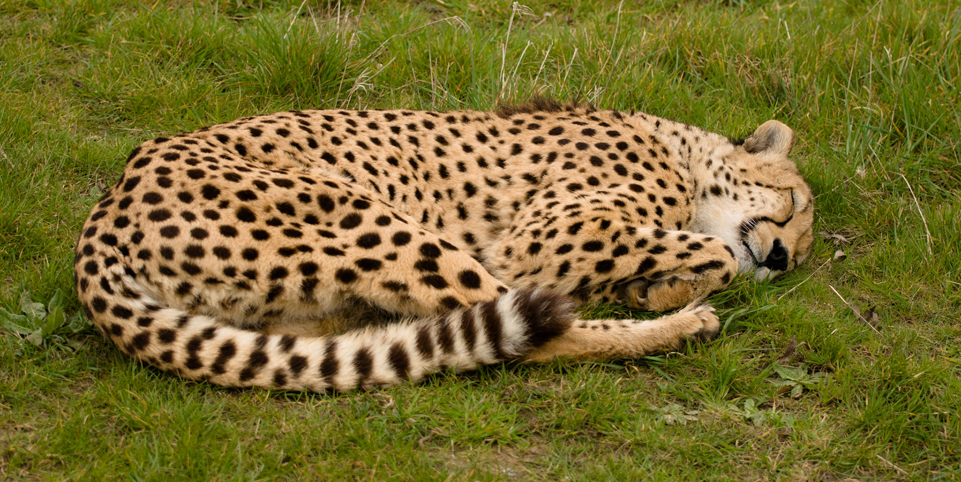 Cheetah at Hamerton Zoo