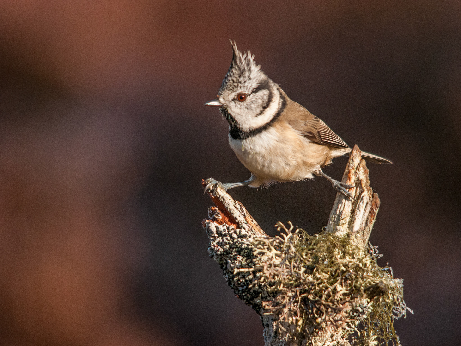 Crested Tit taken in the Cairngorms