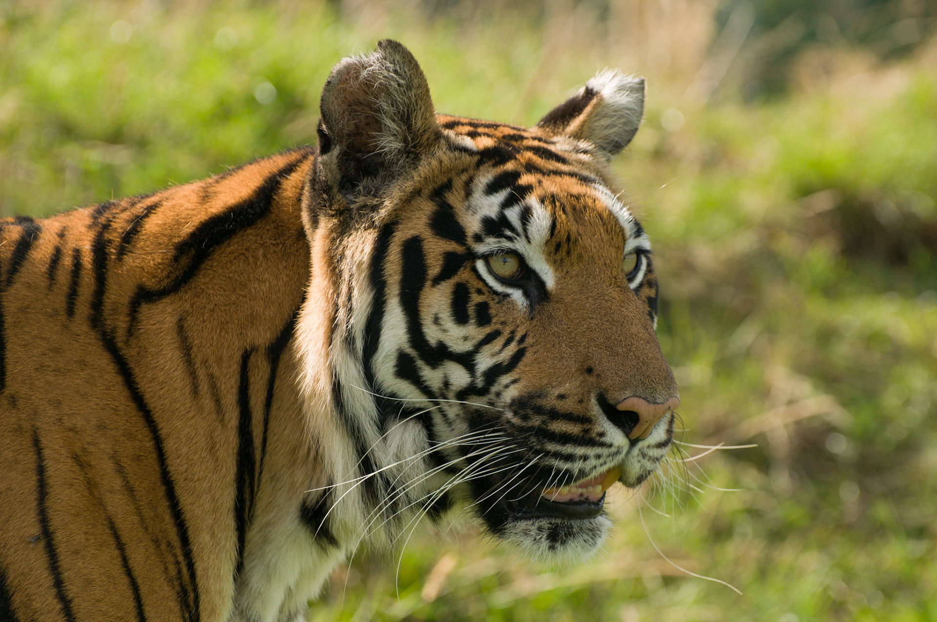 Tiger at Wildlife Heritage Foundation