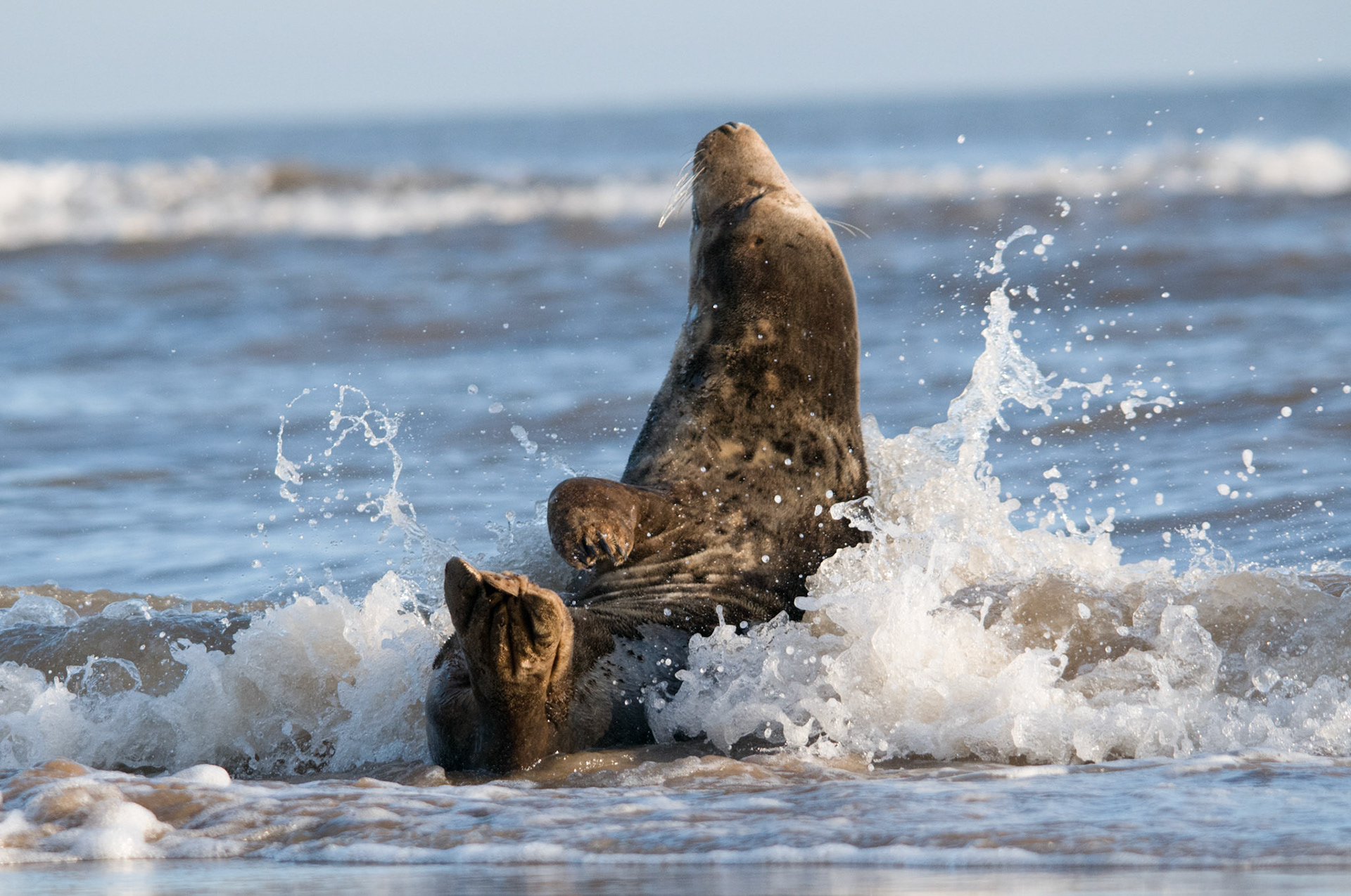 Grey Seal at Donna Nook