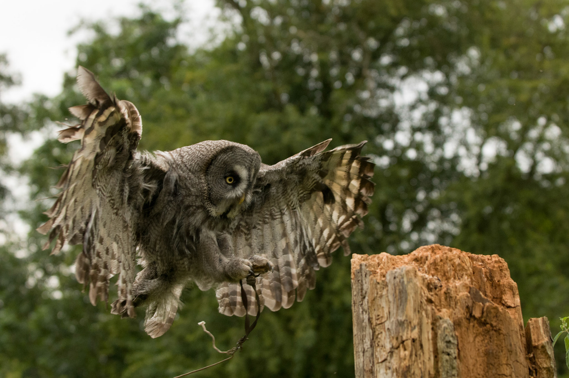 Great Grey Owl with falconer in Whissendine