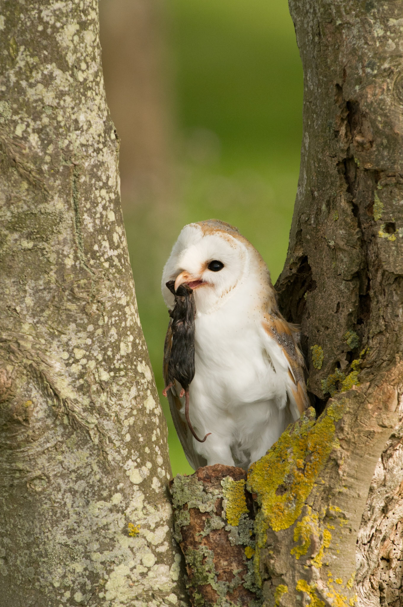 Barn Owl with falconer in Bamburgh