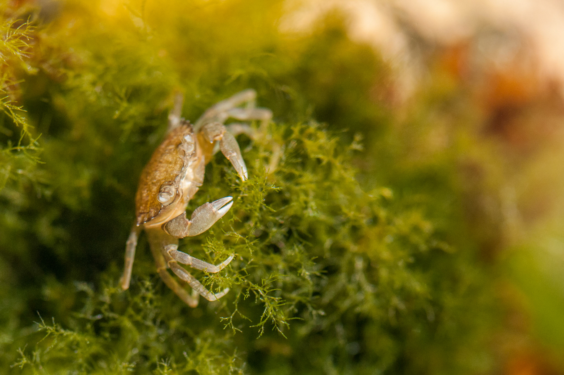 Small unidentified crab in a rockpool in the bay outside the lodge