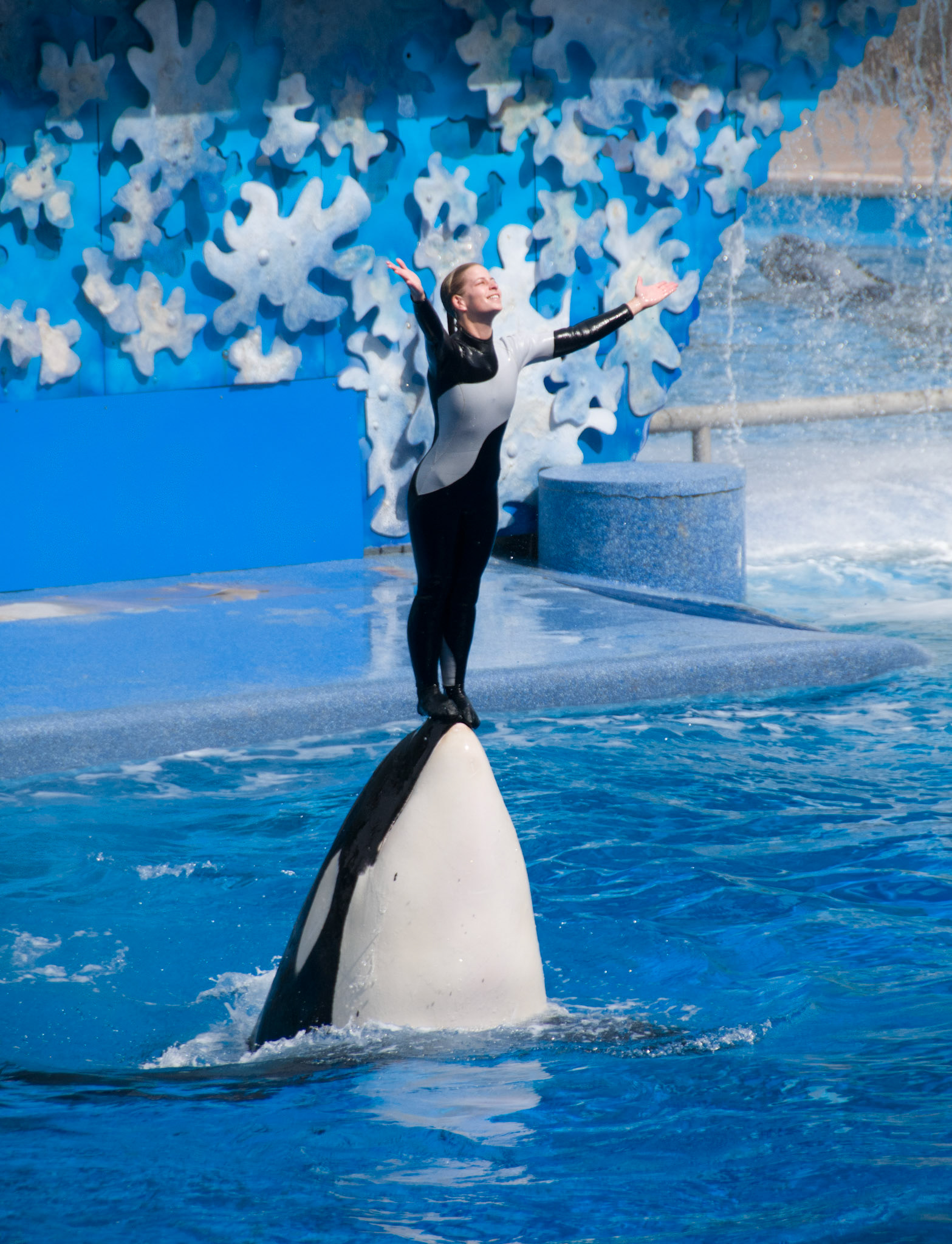 The Shamu Show at Seaworld Orlando