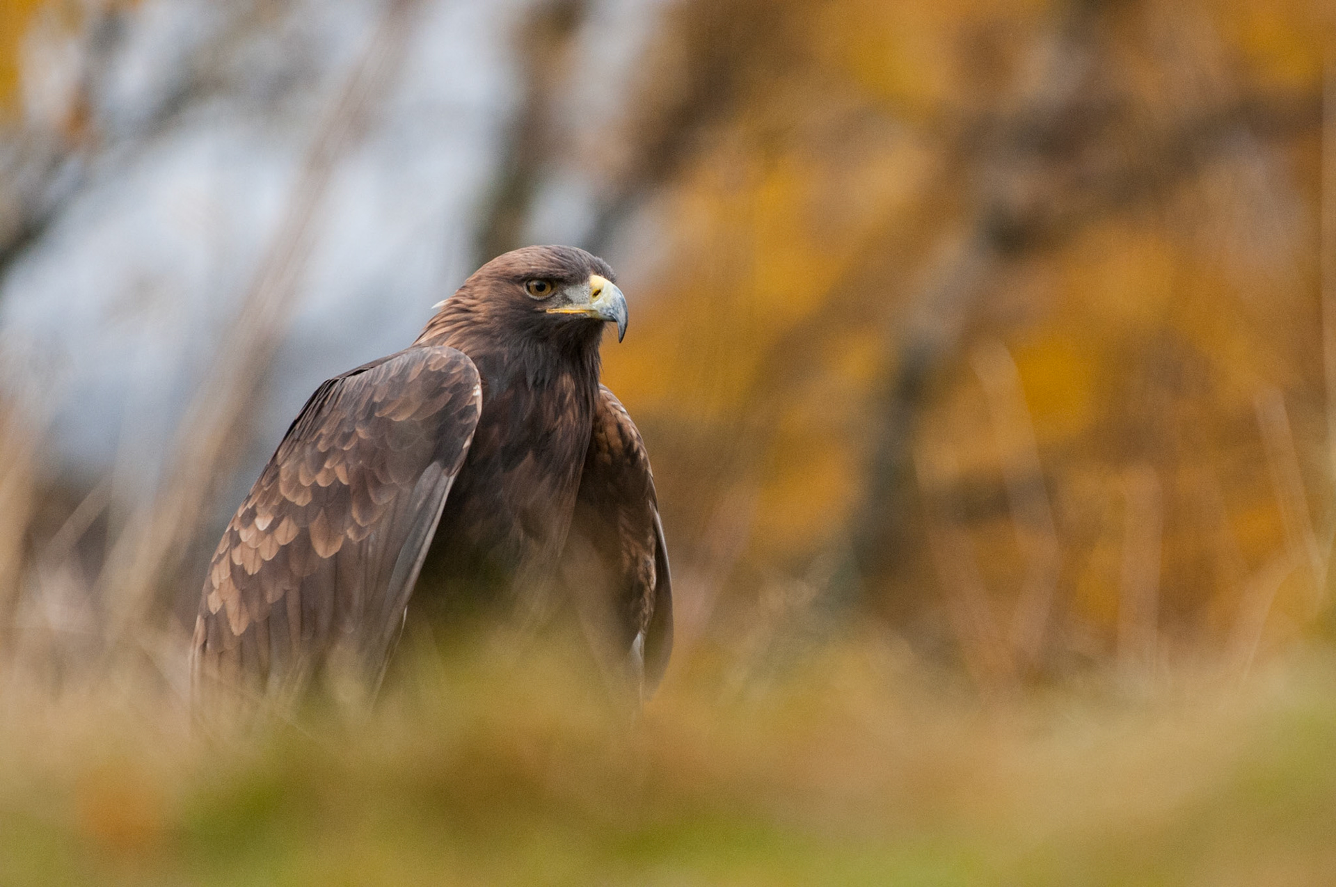 Golden Eagle
