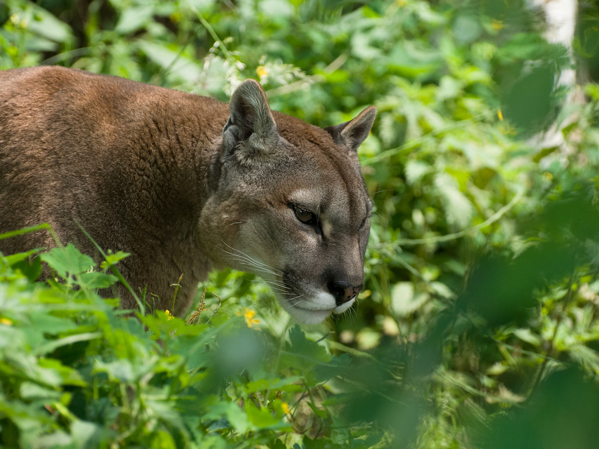 Puma at Santago Rare Leopard Project