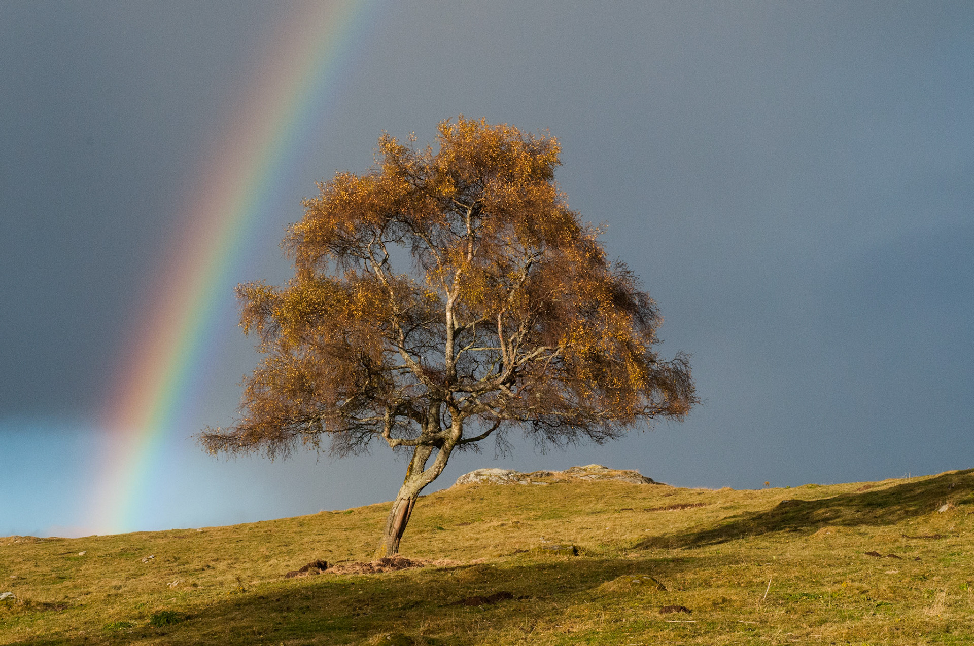 A rainbow seen from the Highland Wildlife Park