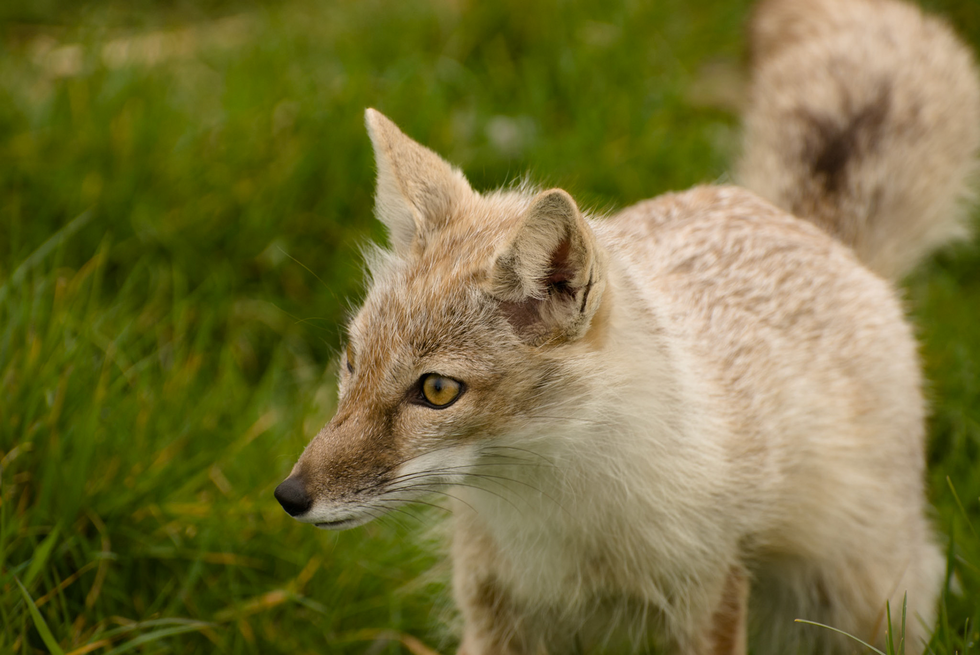 Corsac Fox at Hamerton Zoo