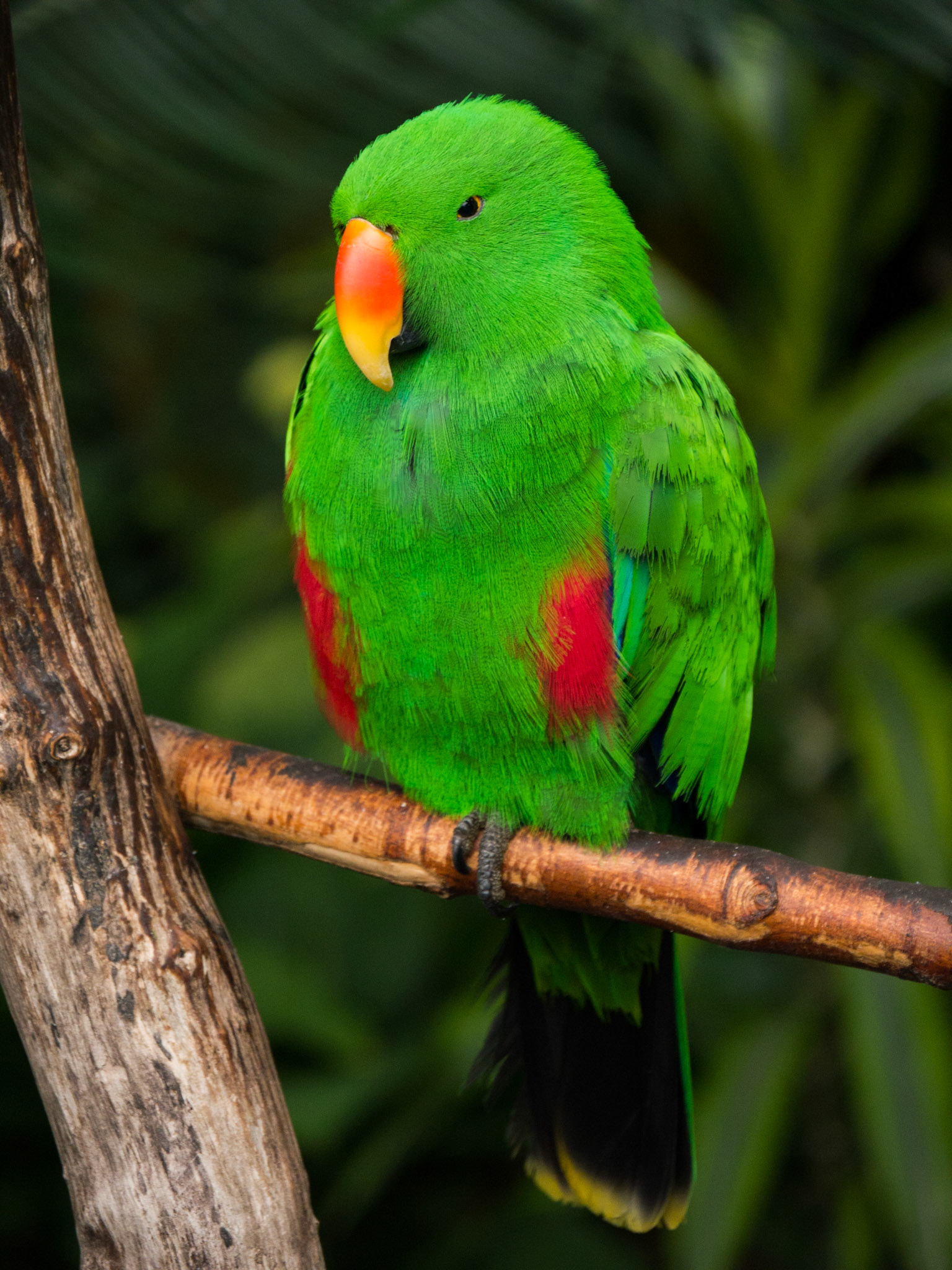 One of the birds at Bloedel Conservatory