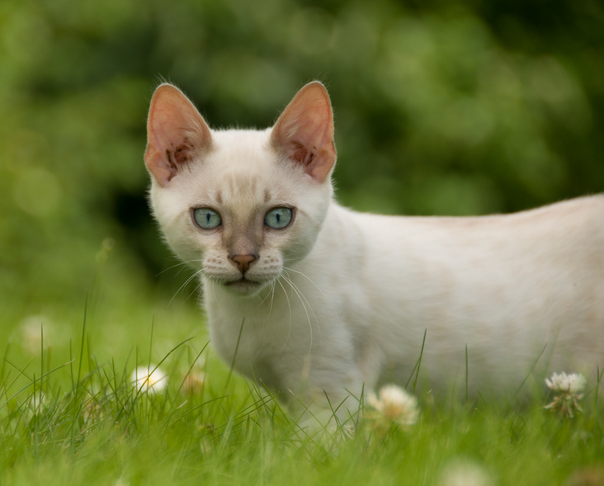 Bengal Kitten at Eriador Cats