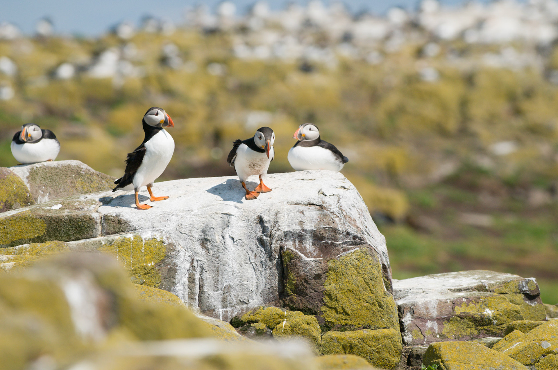 Puffins on Inner Farne