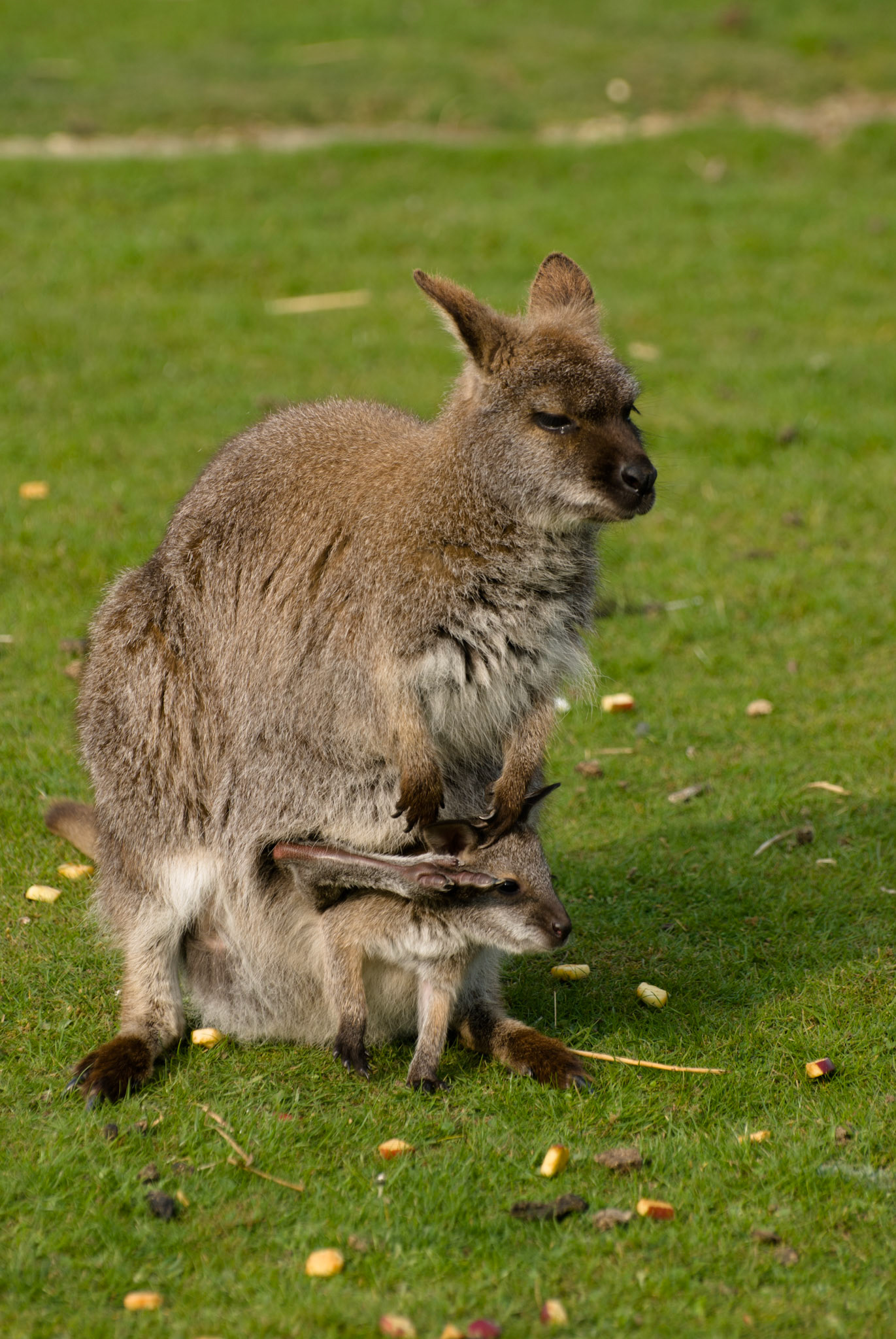 Wallaby with Joey at Hamerton Zoo