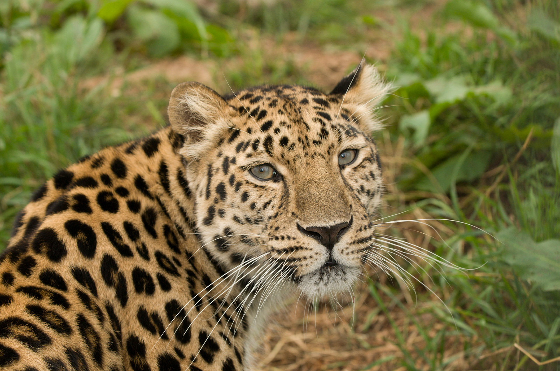 Amur Leopard at the Cat Survival Trust