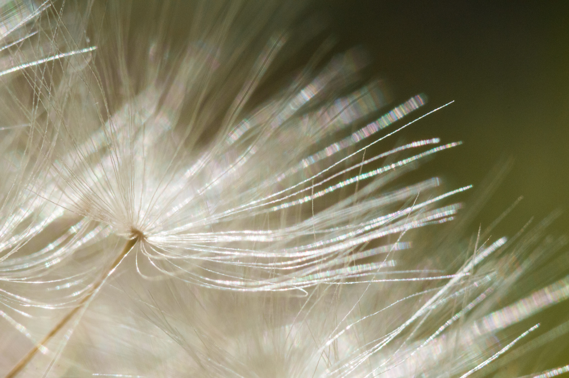 Super close up of a Dandelion seed