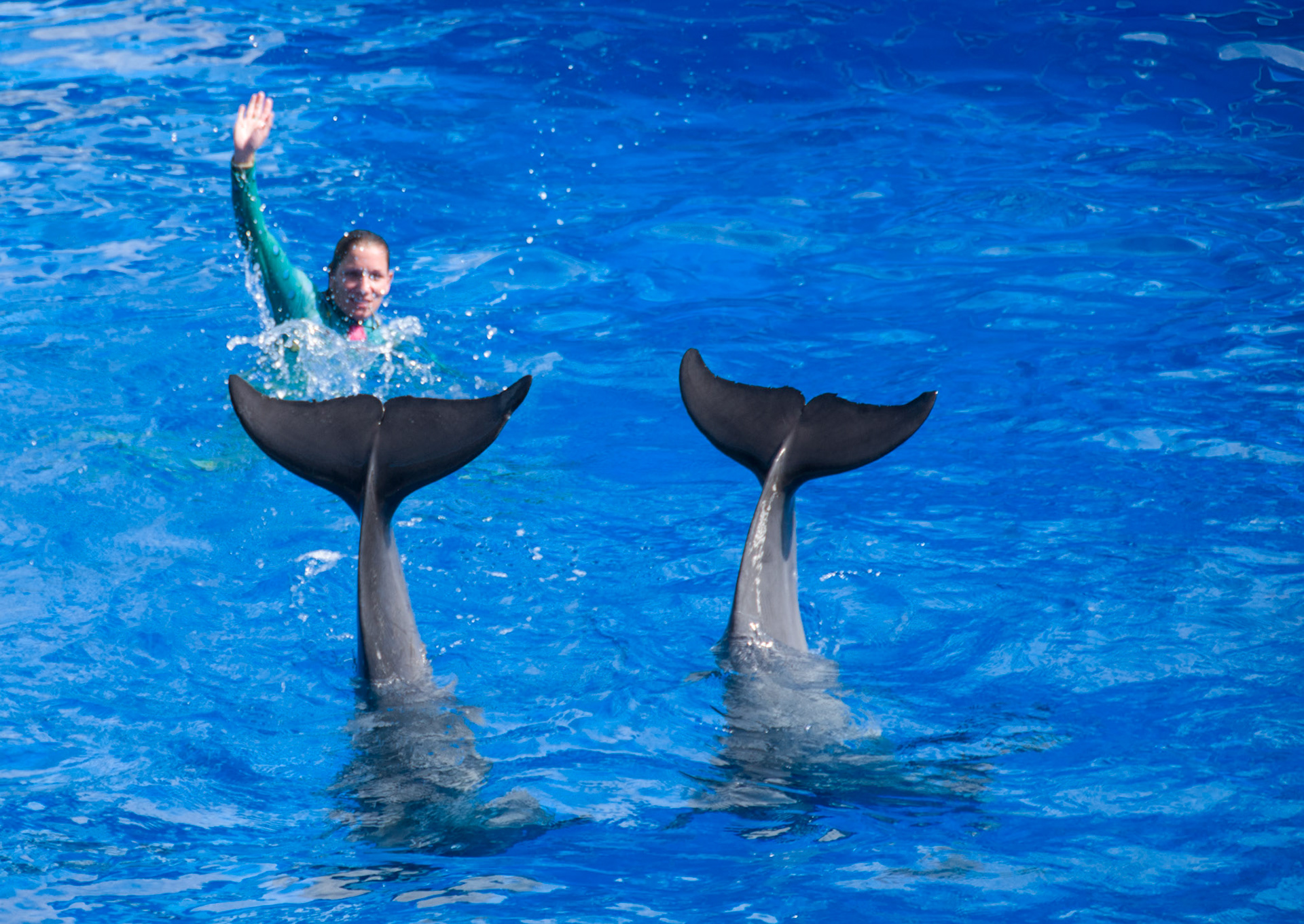 The Blue Horizons show at Seaworld Orlando