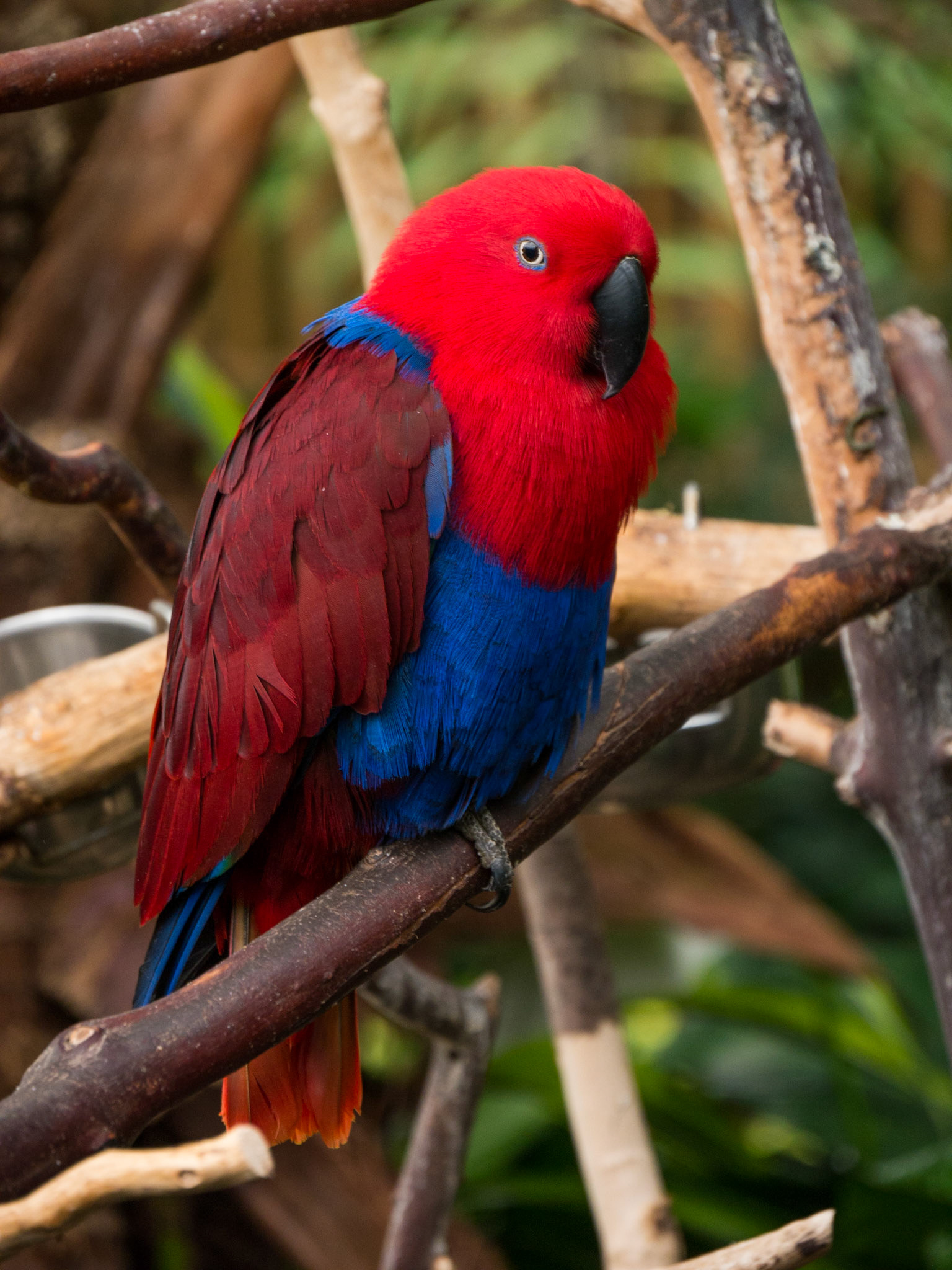 One of the birds at Bloedel Conservatory
