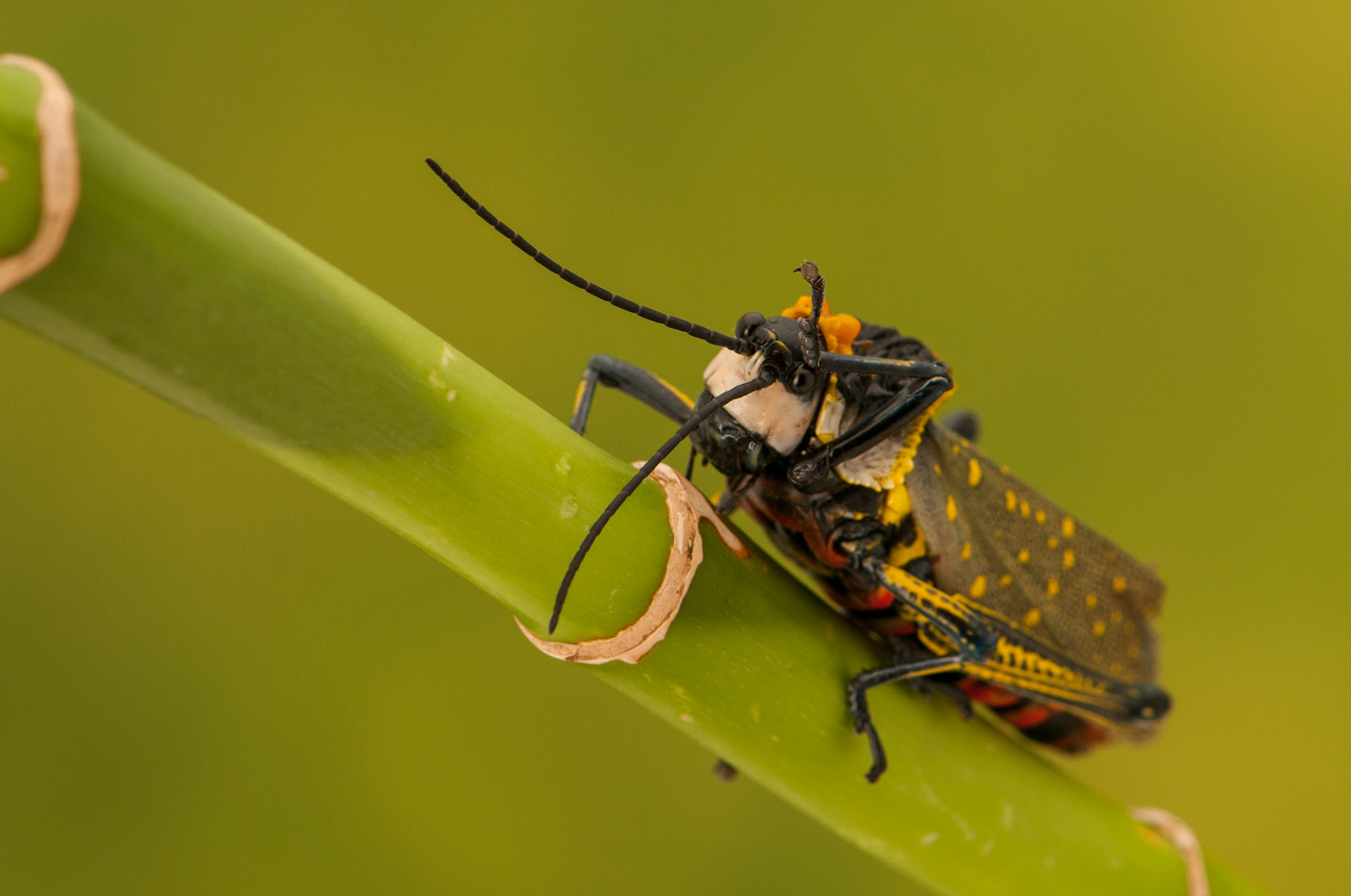 Northern Spotted Grasshopper