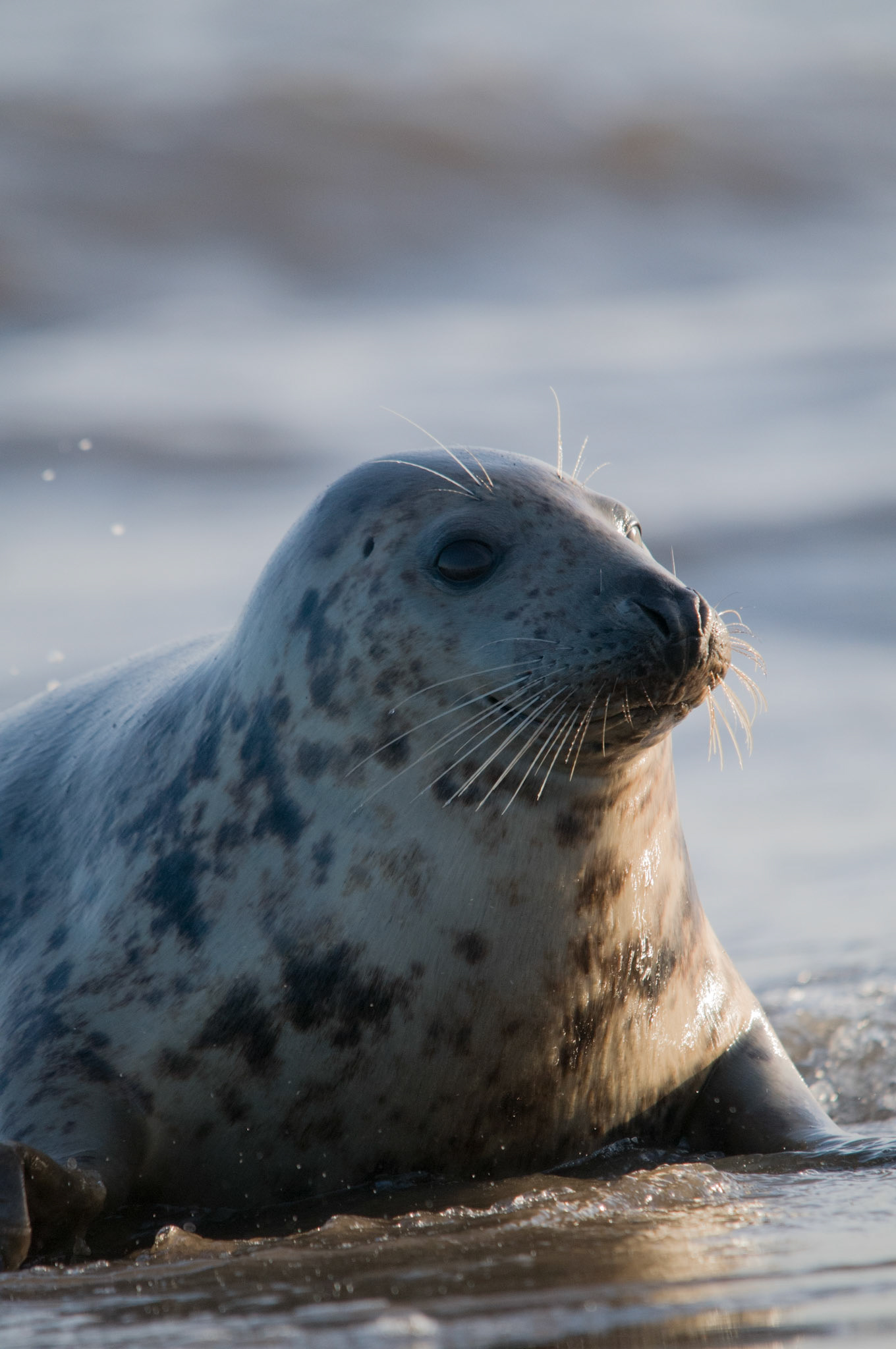 Grey Seal at Donna Nook