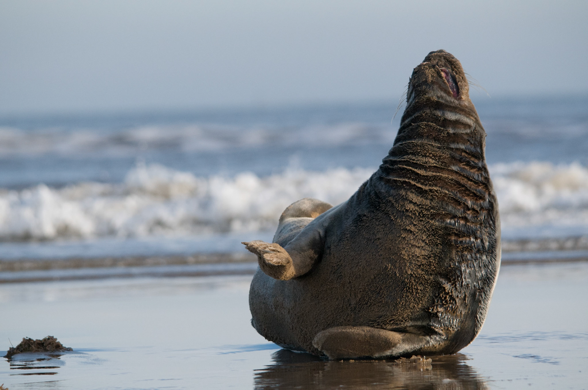 Grey Seal at Donna Nook