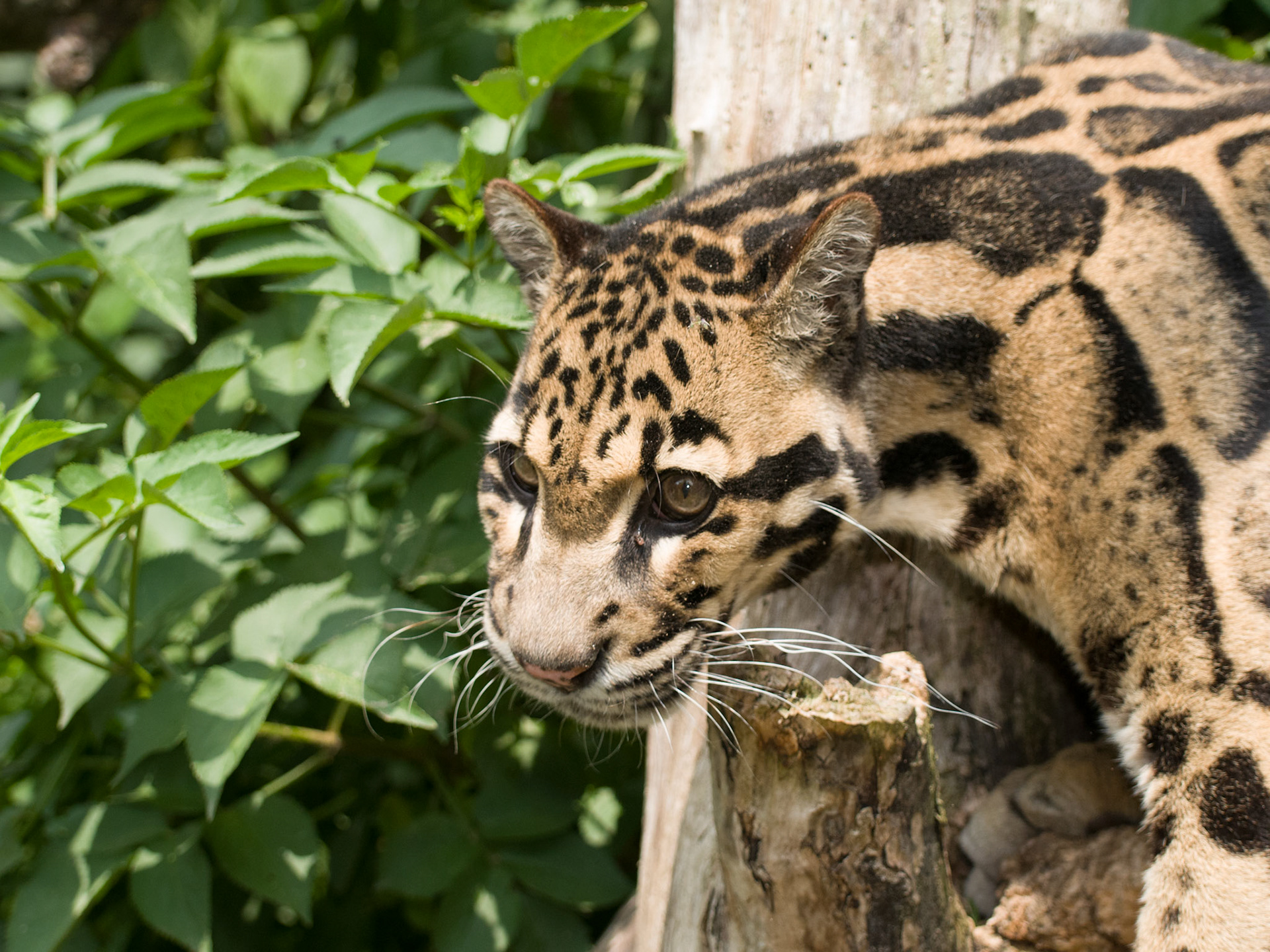 Clouded Leopard at Santago Rare Leopard Project