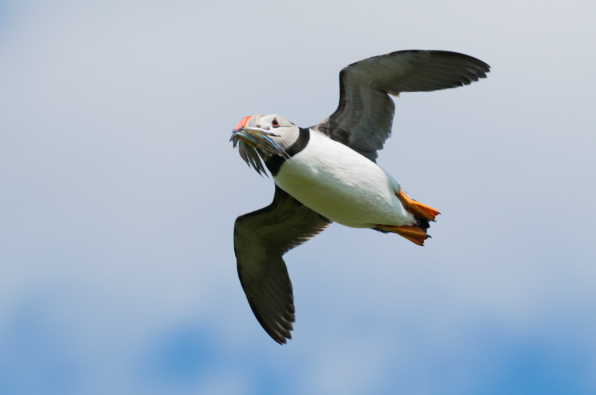 Puffin on Inner Farne