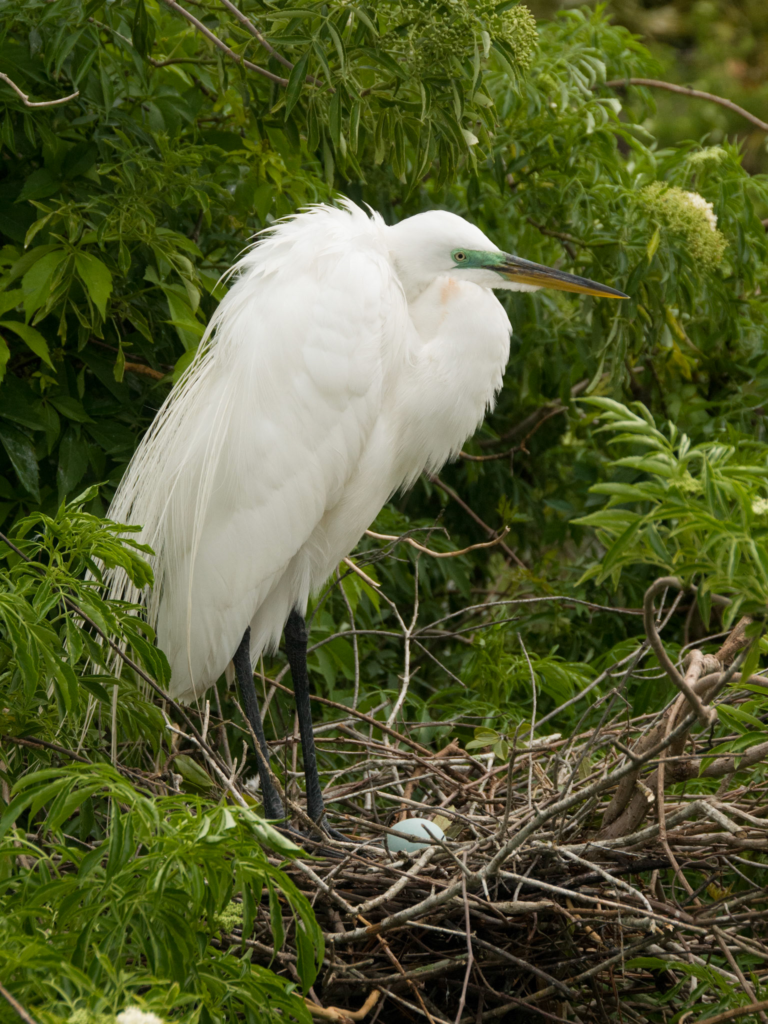 Snowy Egret at Gatorland